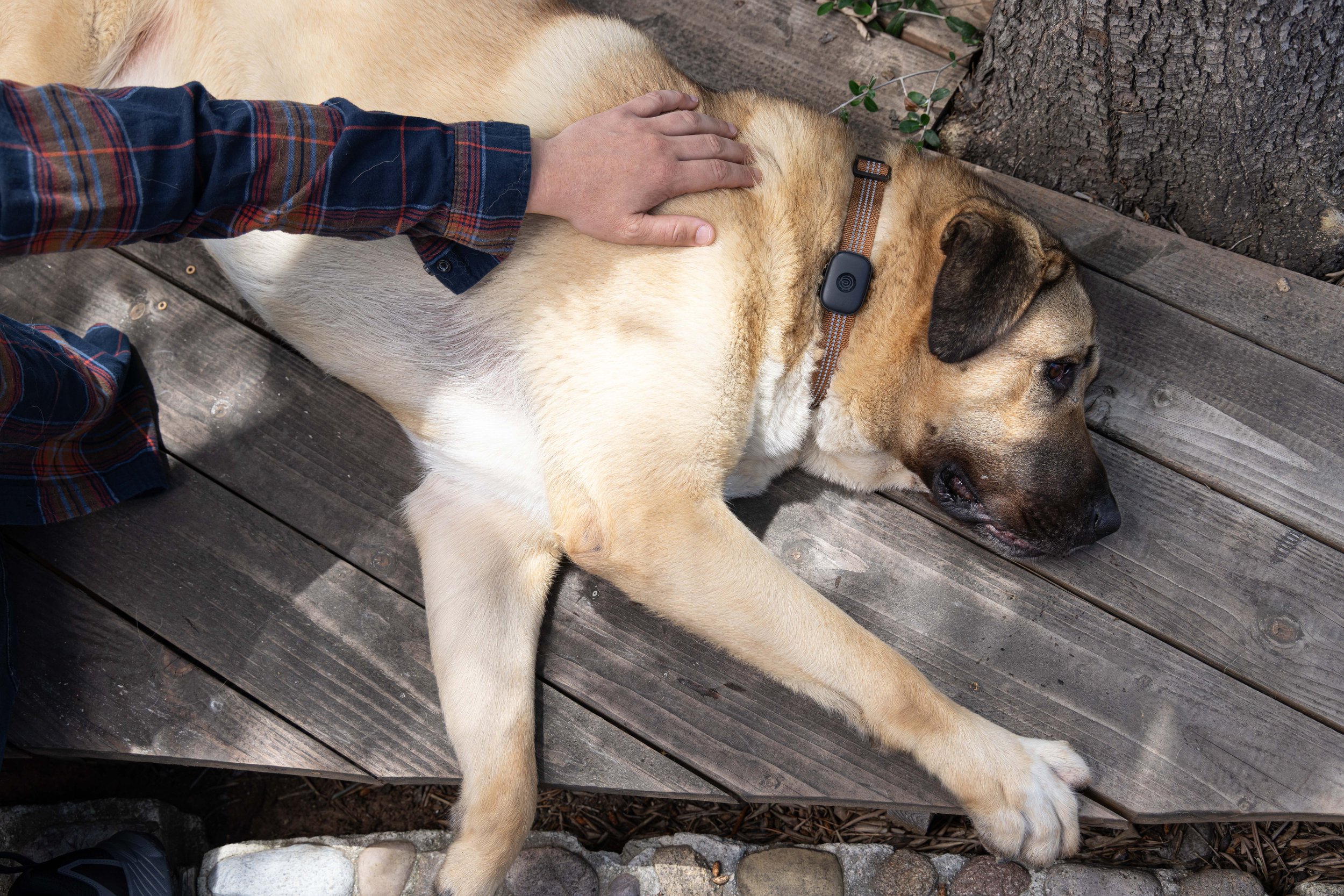 RF_dogs.32.jpg