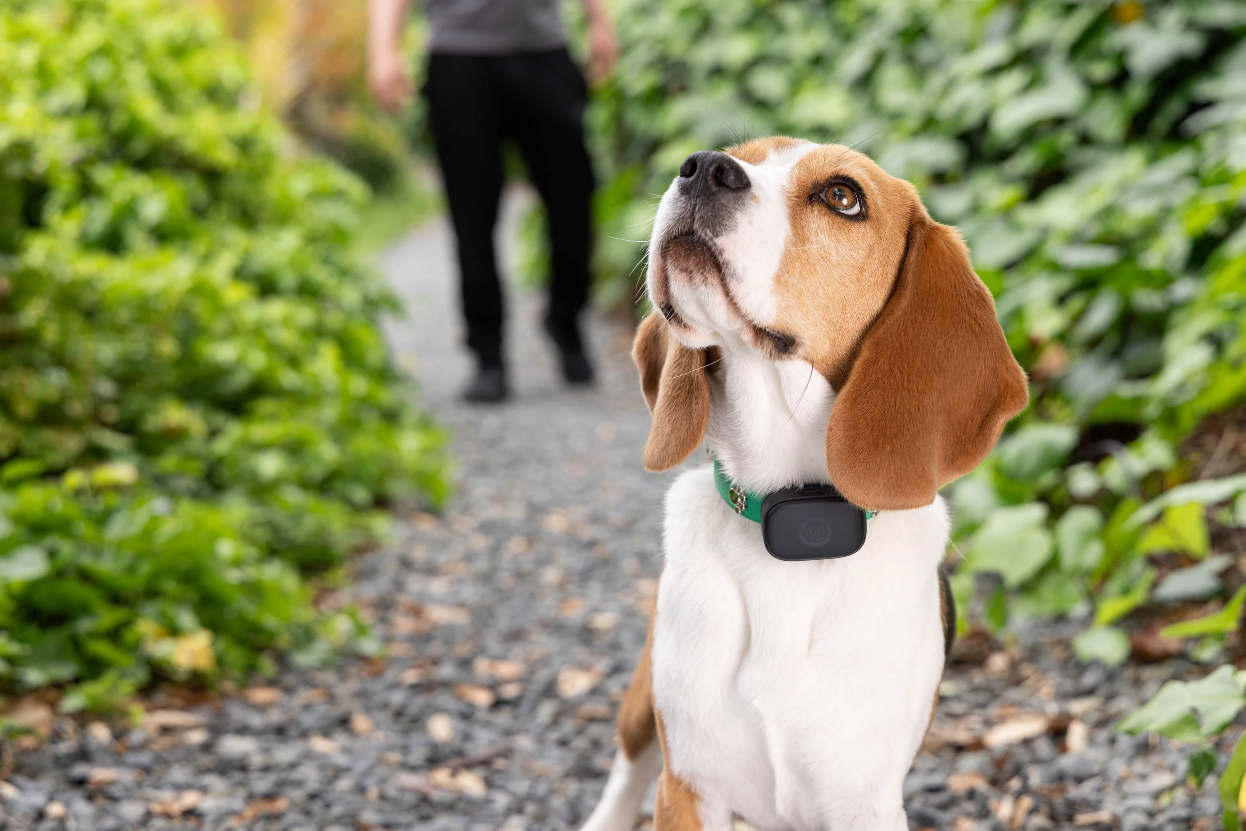 RF_dogs.34.jpg