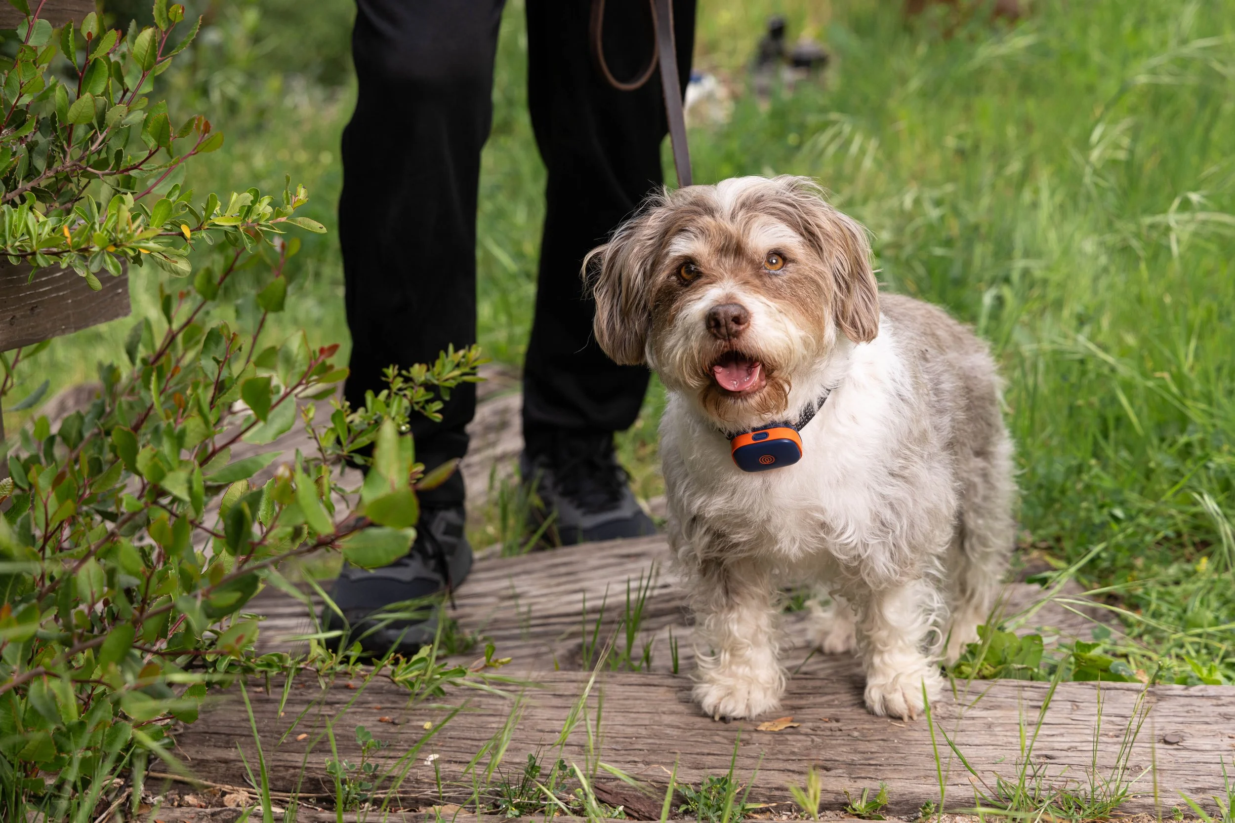 RF_dogs.36.jpg