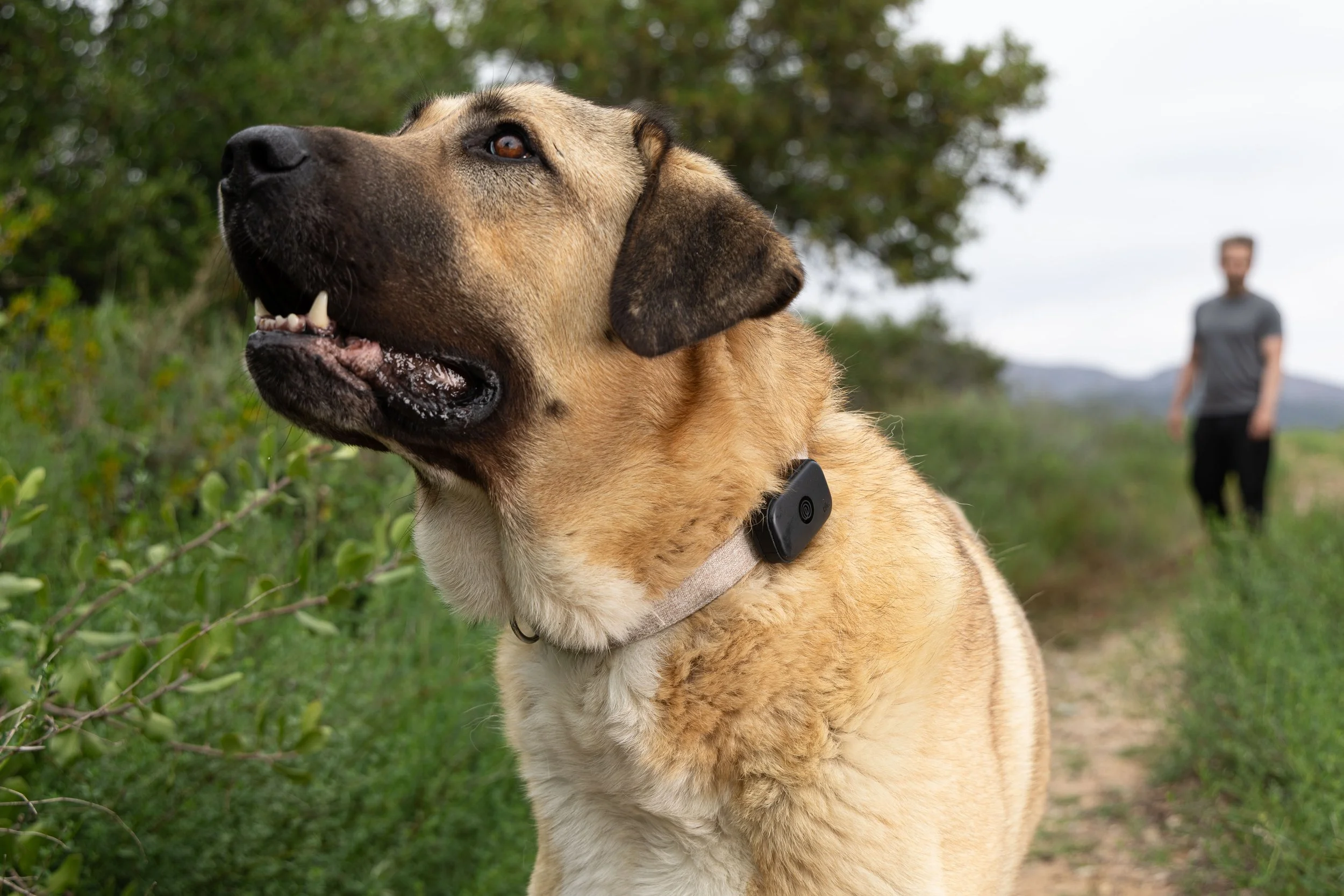 RF_dogs.38.jpg