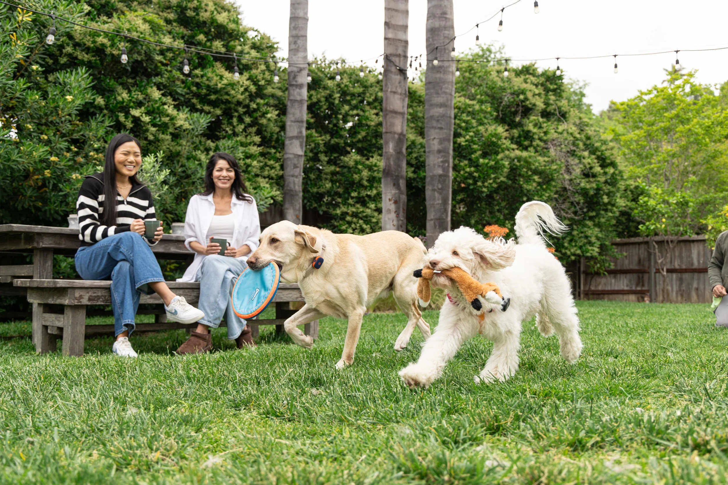 RF_dogs.43.jpg