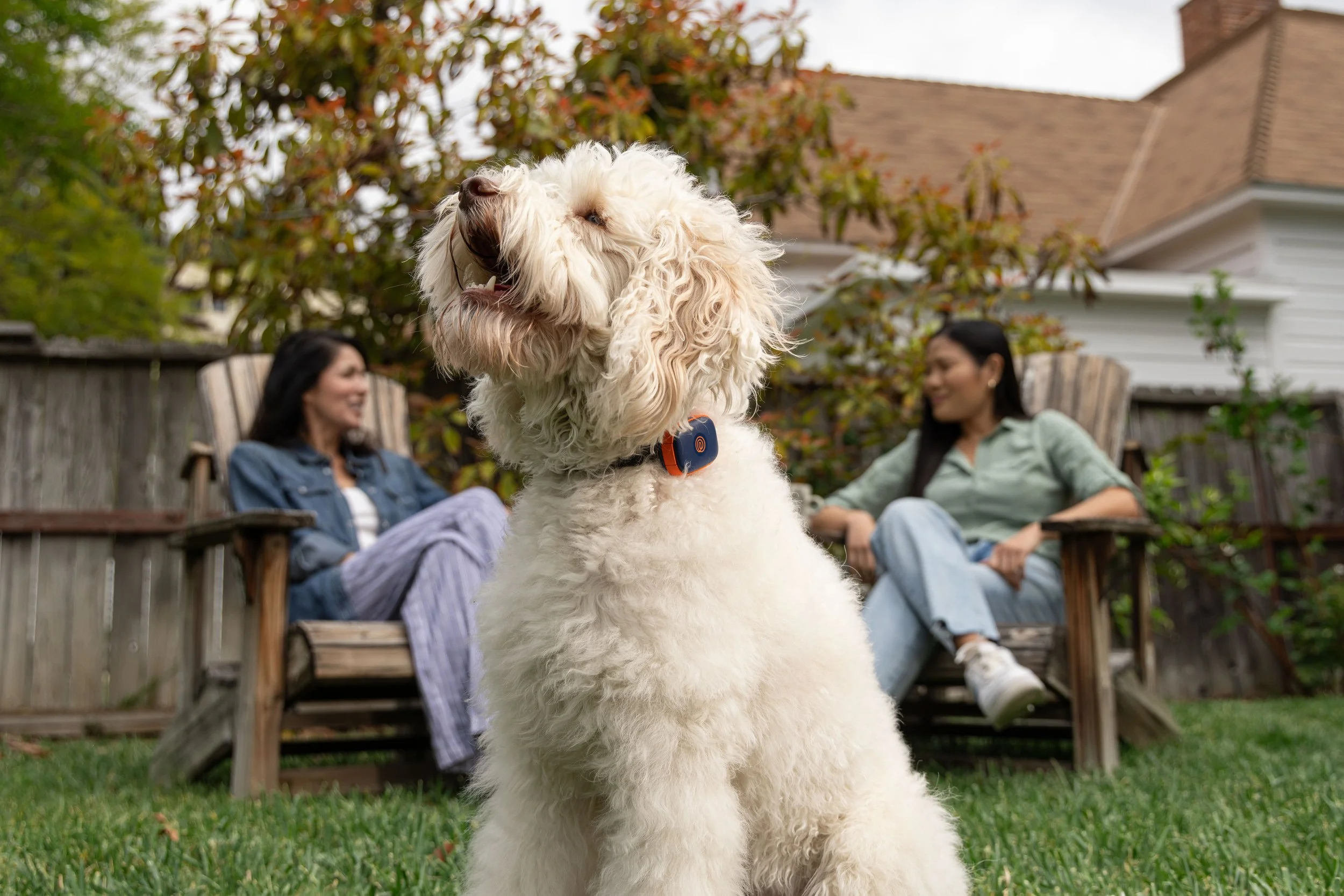 RF_dogs.44.jpg