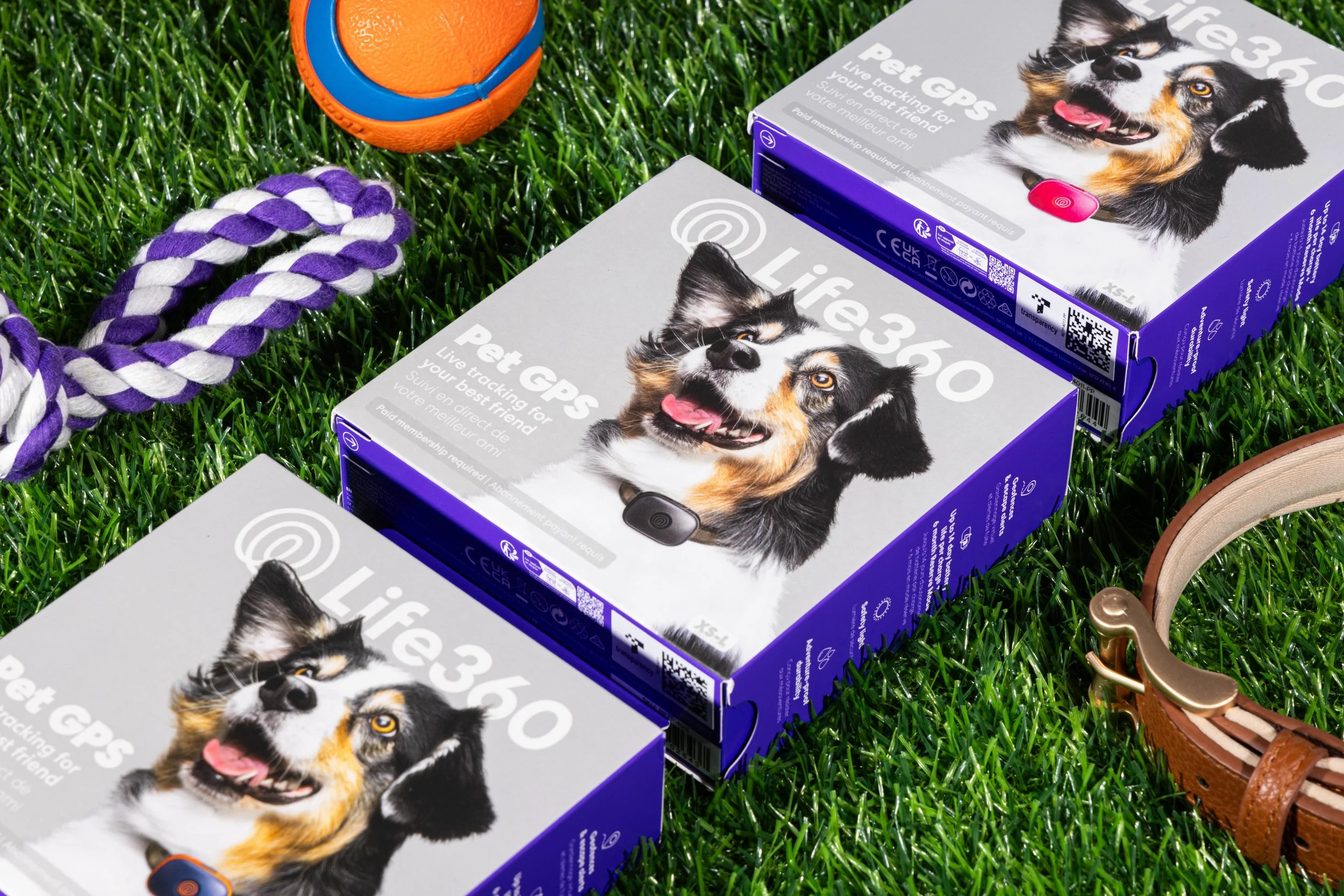 RF_dogs.51.jpg