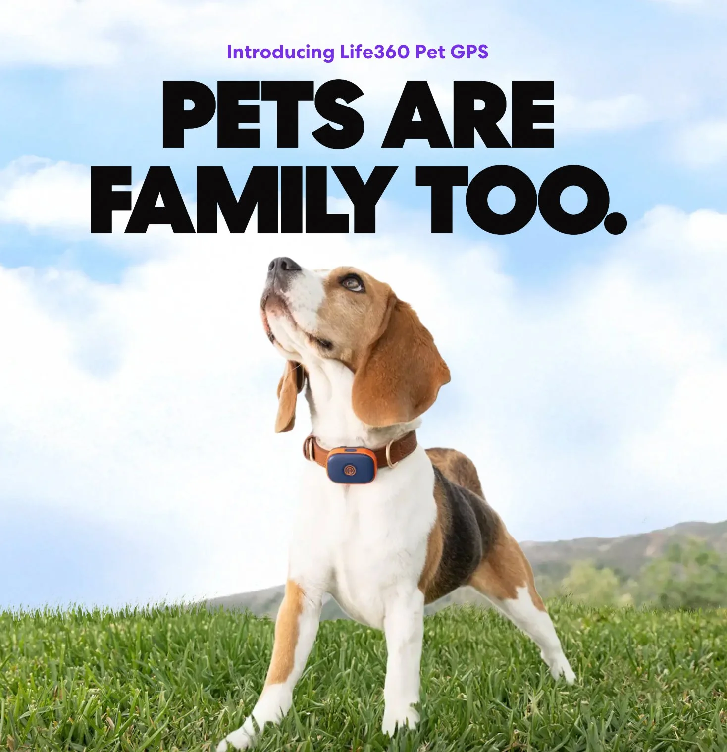 RF_dogs.53.jpg