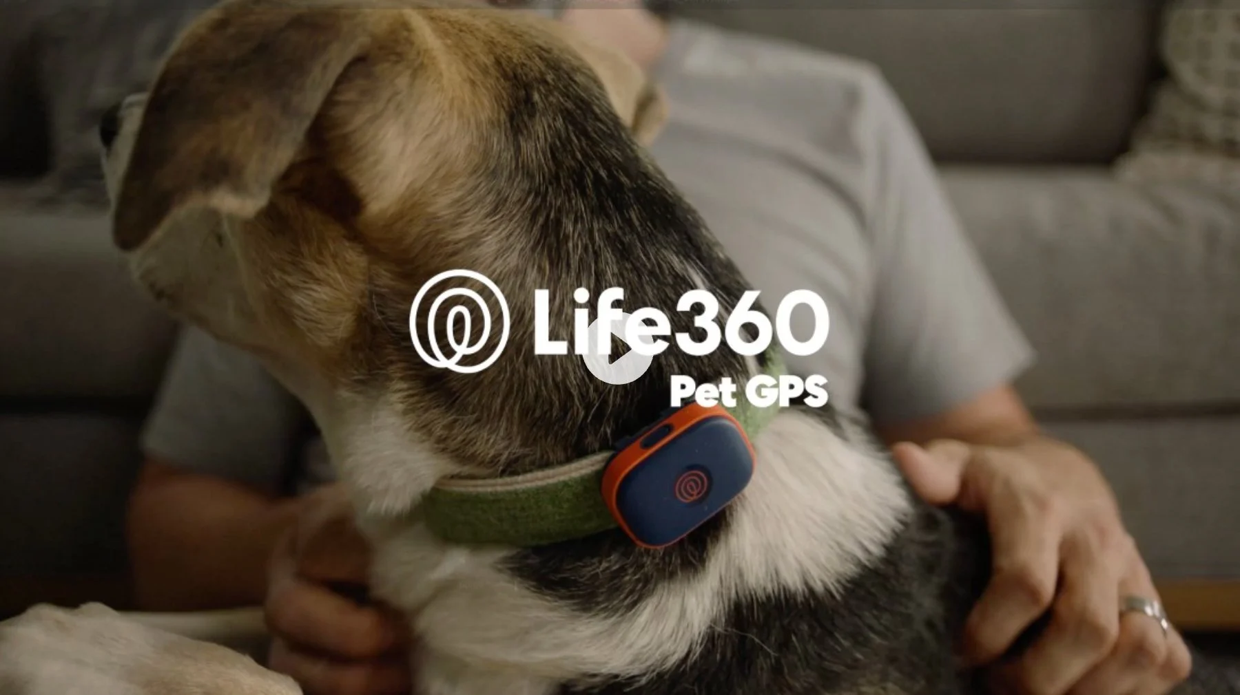 RF_dogs.57.jpg