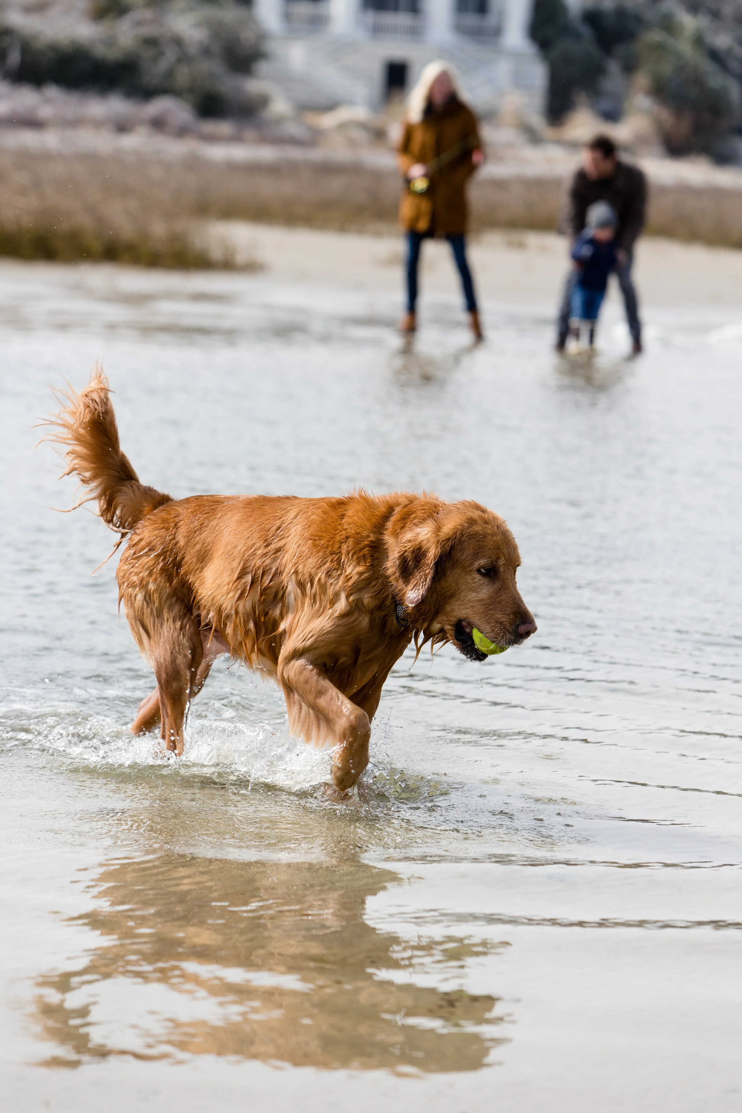 RF_dogs.65.jpg