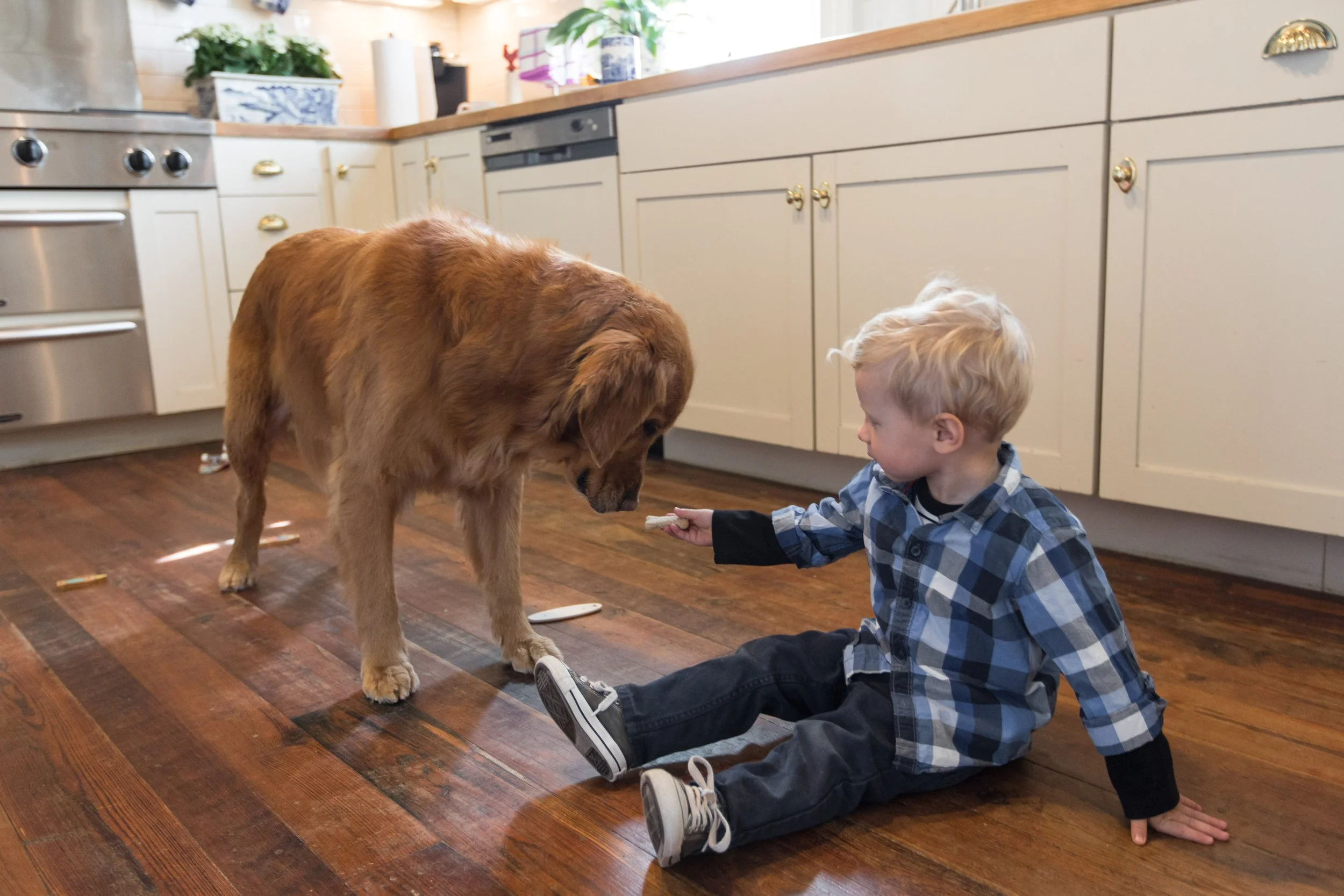 RF_dogs.67.jpg