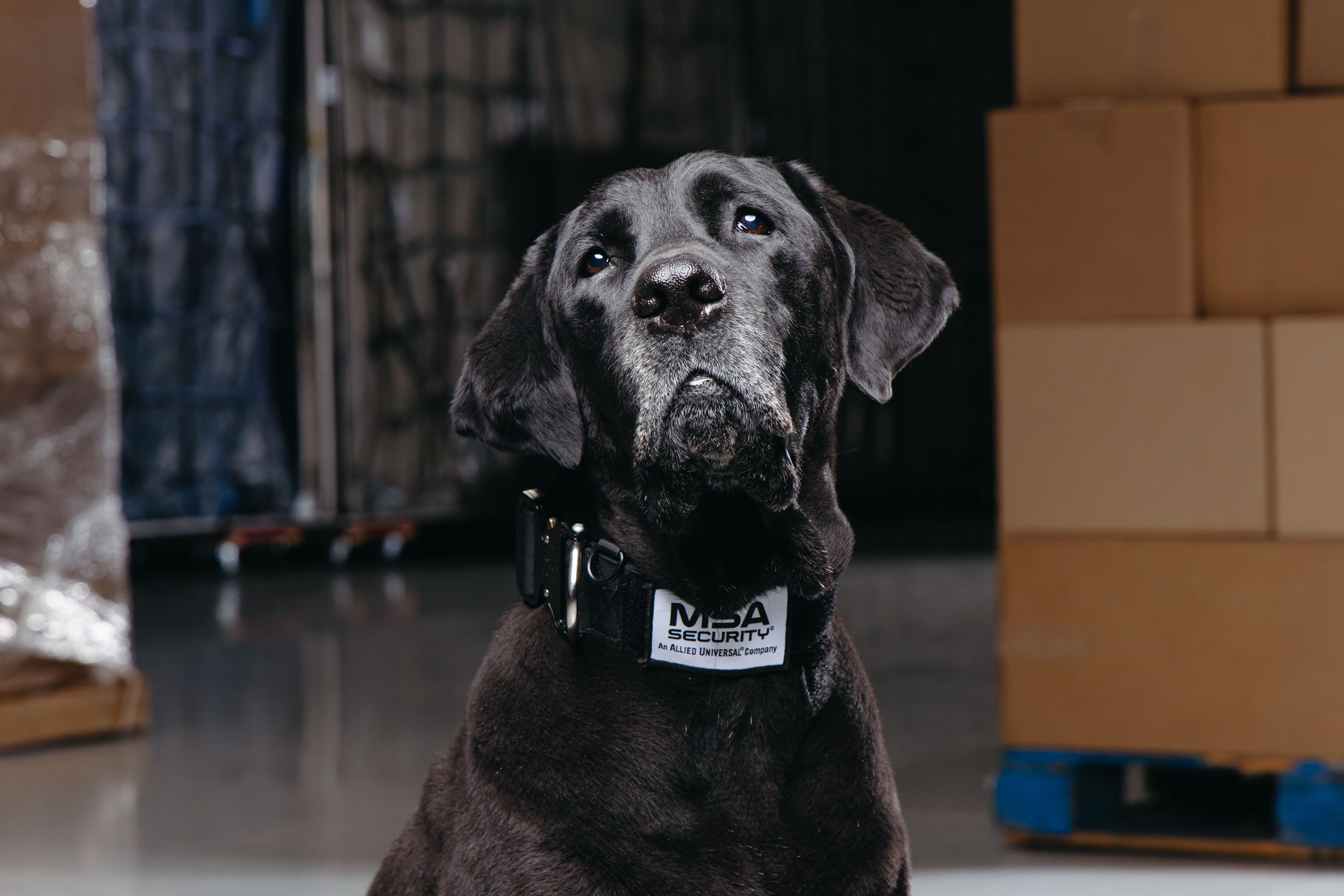RF_dogs.71.jpg