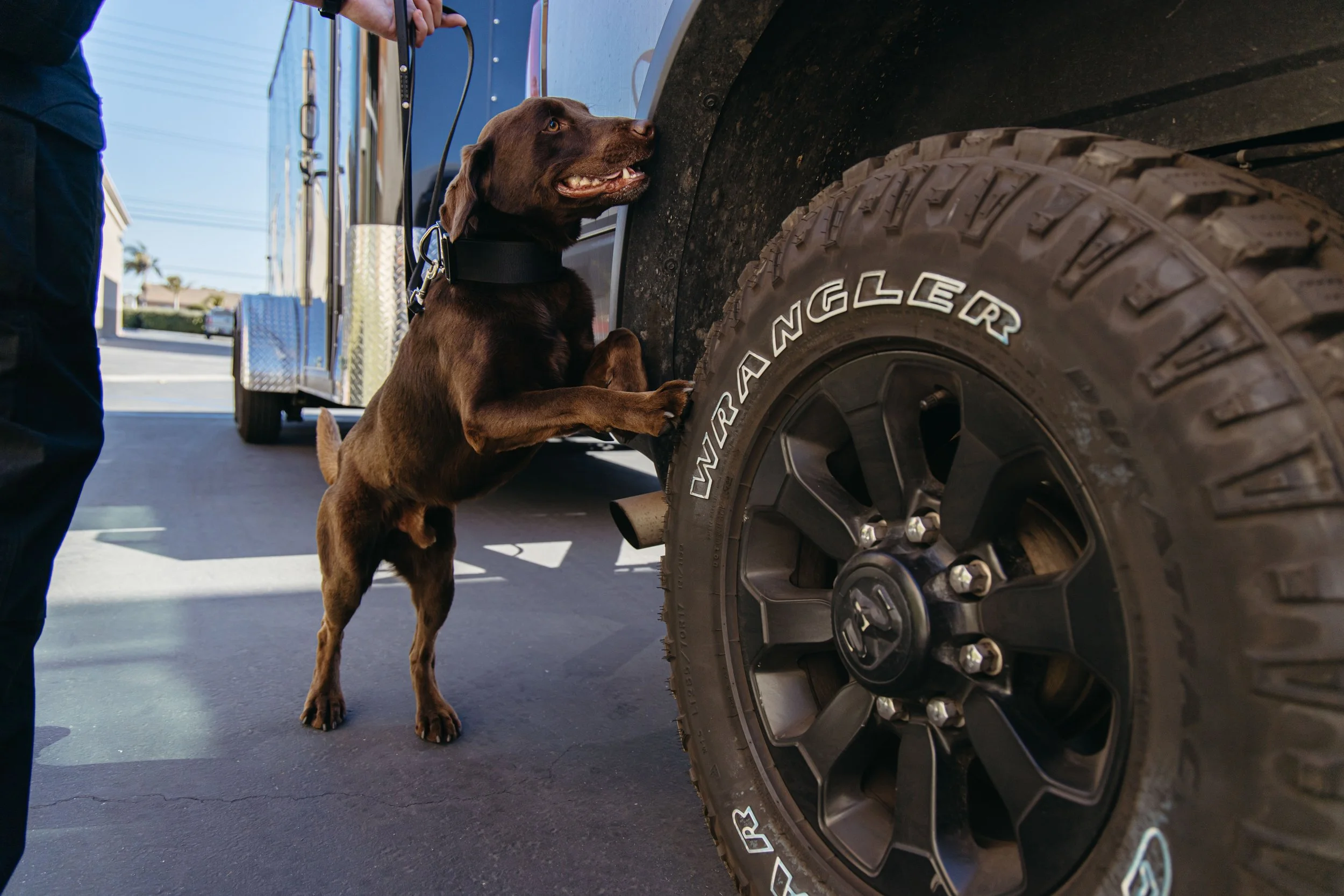 RF_dogs.72.jpg