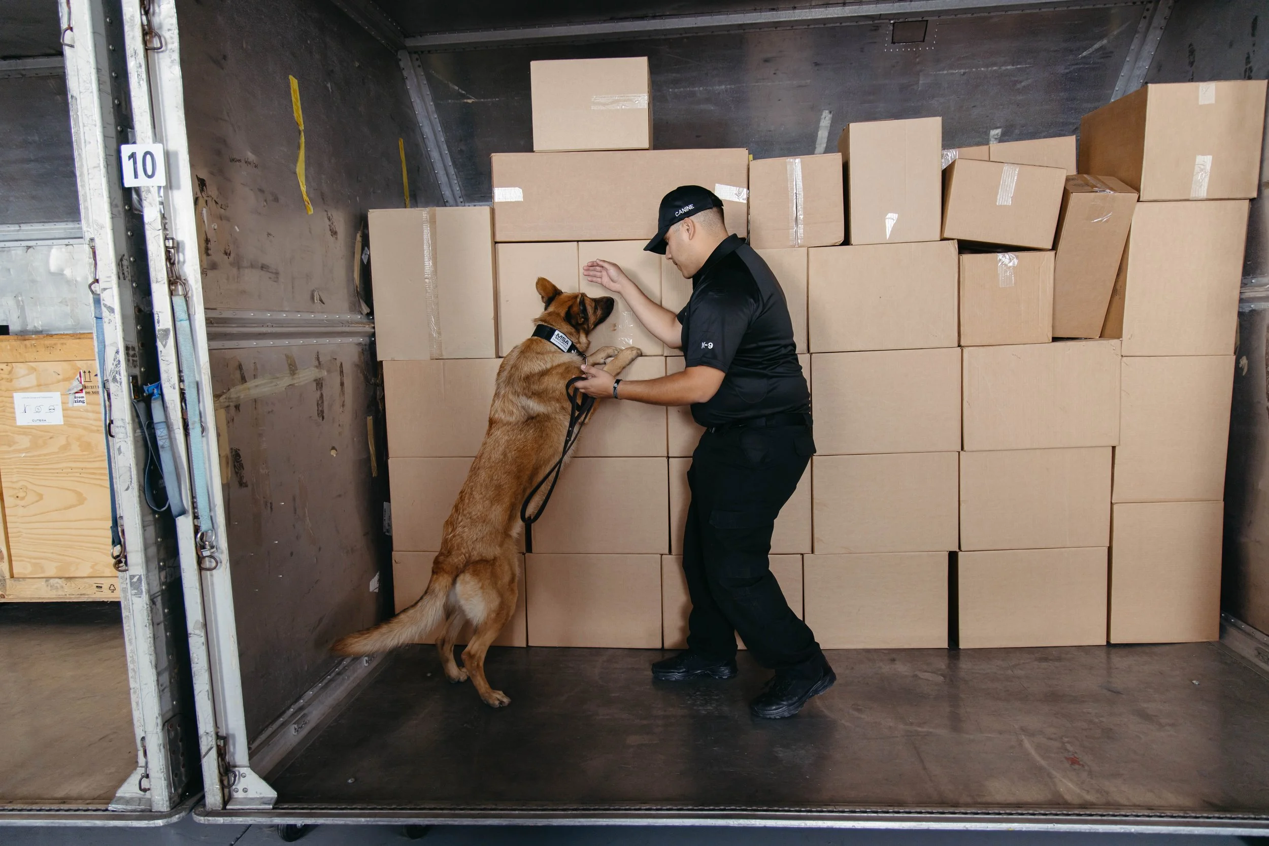 RF_dogs.73.jpg