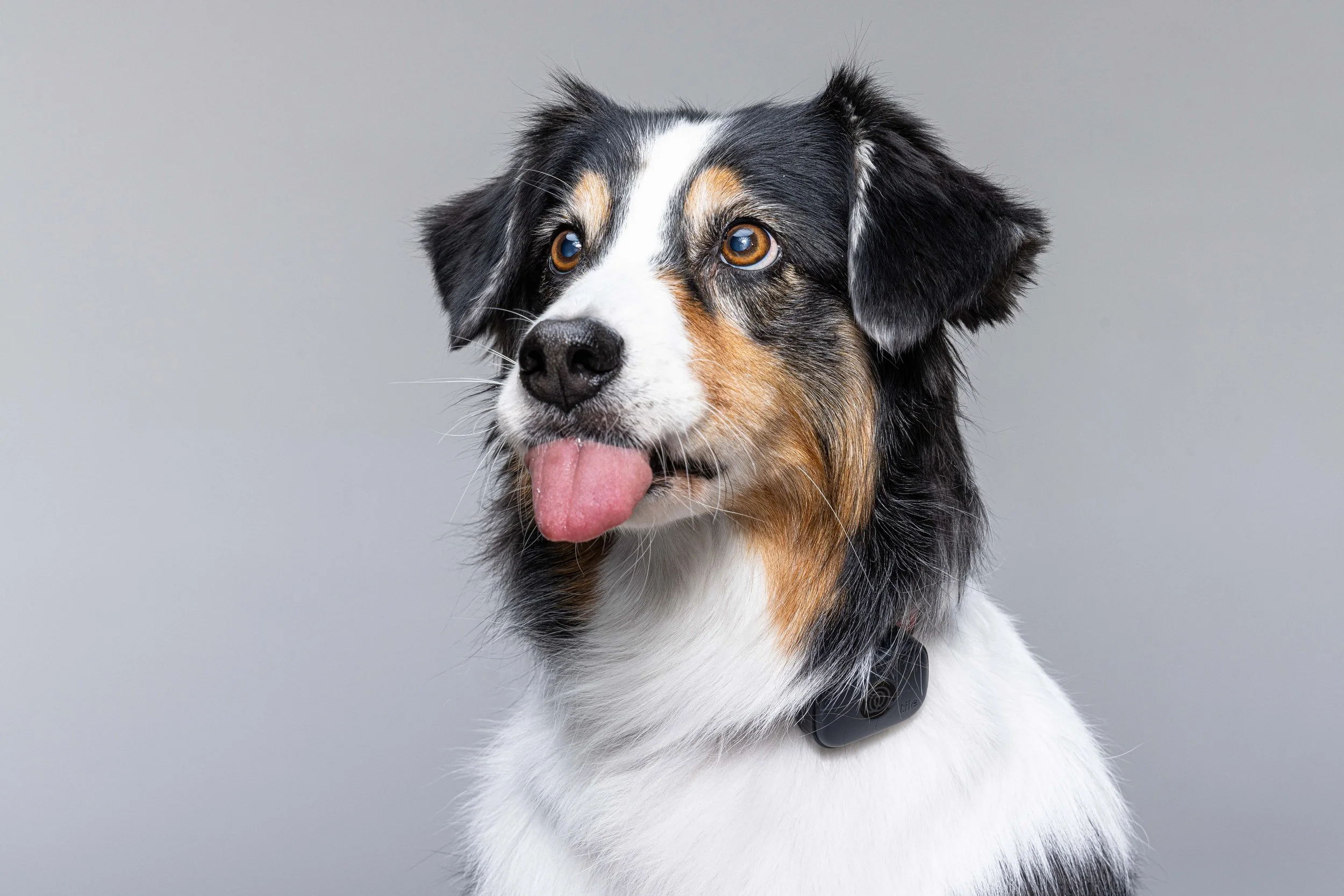 RF_dogs.75.jpg