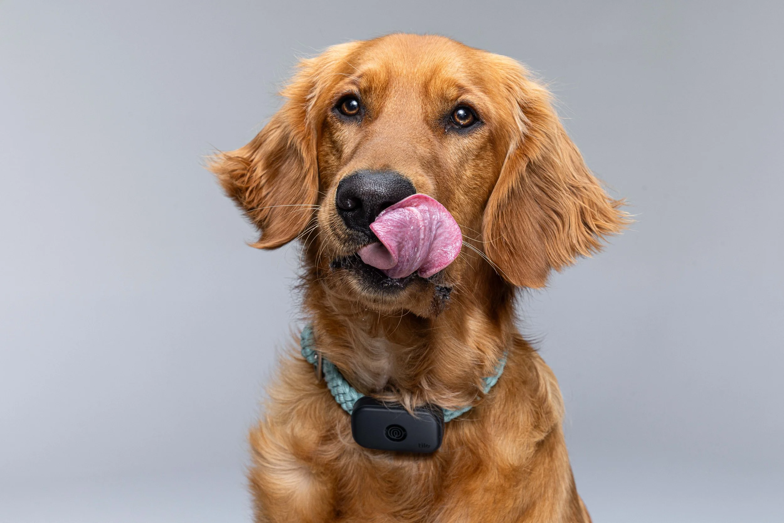 RF_dogs.76.jpg