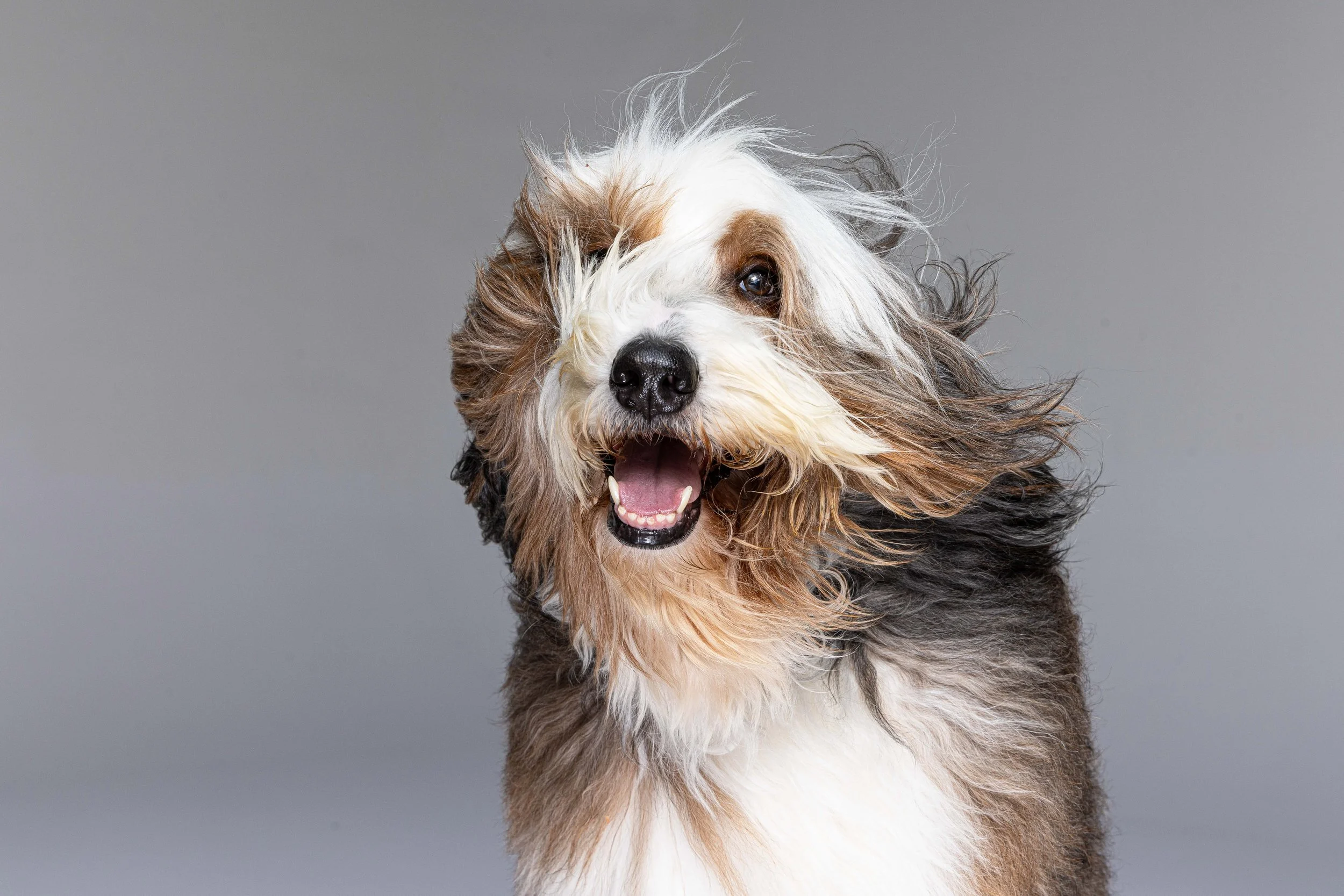 RF_dogs.77.jpg