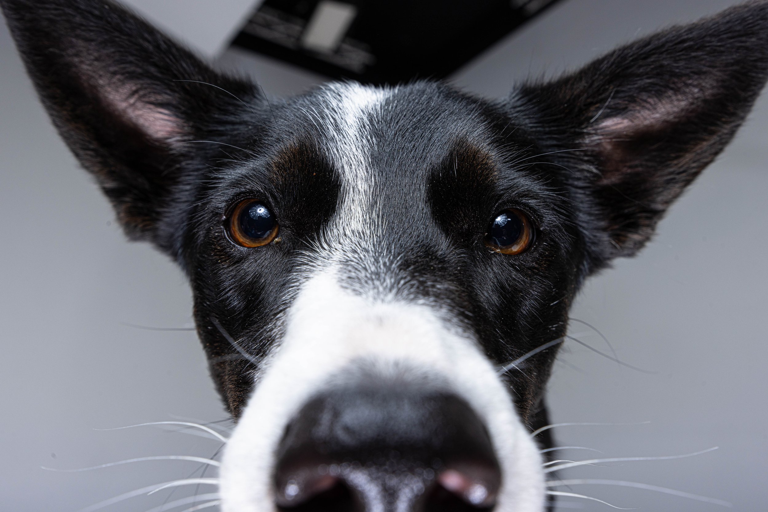 RF_dogs.78.jpg