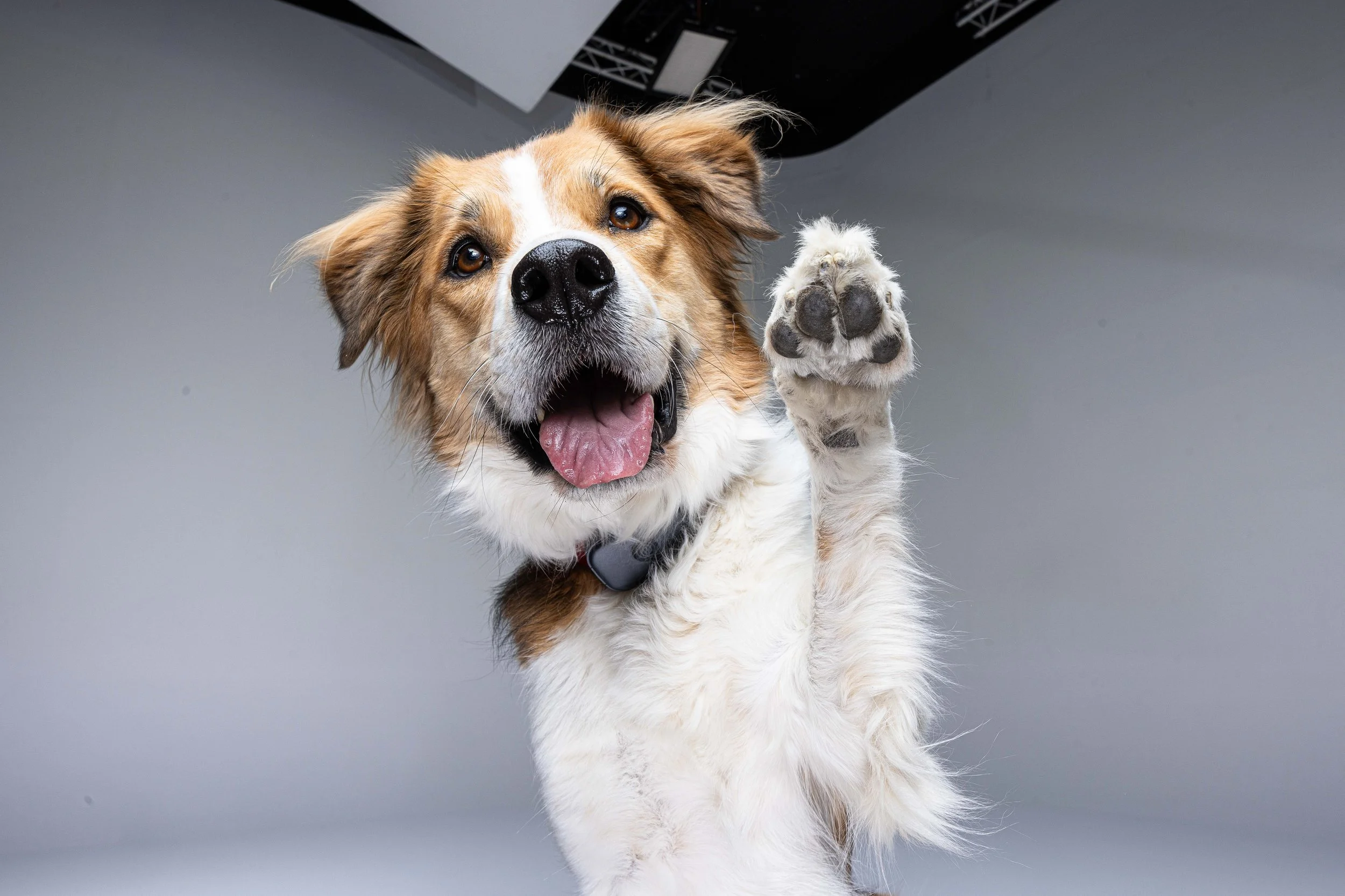 RF_dogs.79.jpg