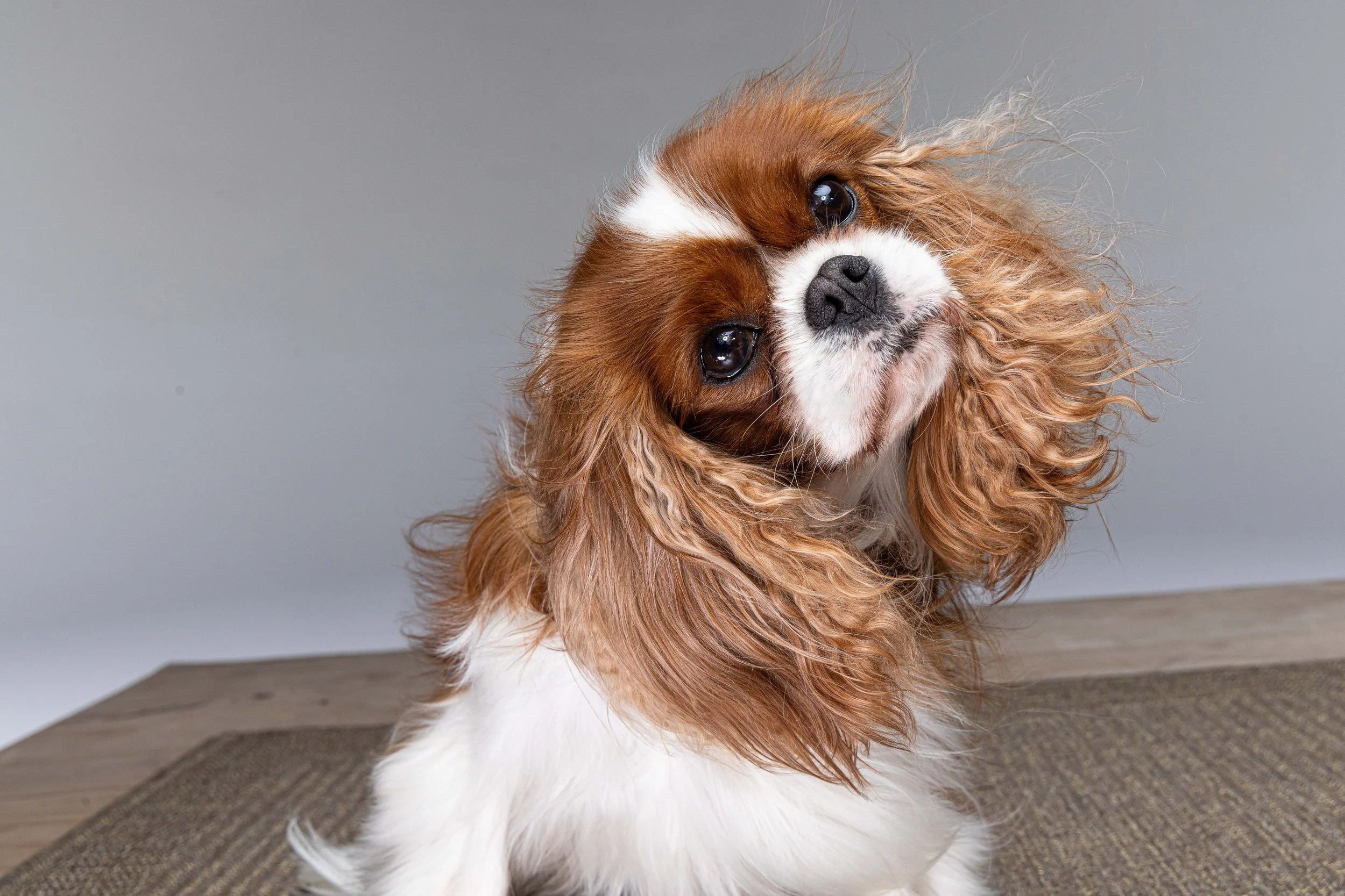 RF_dogs.80.jpg