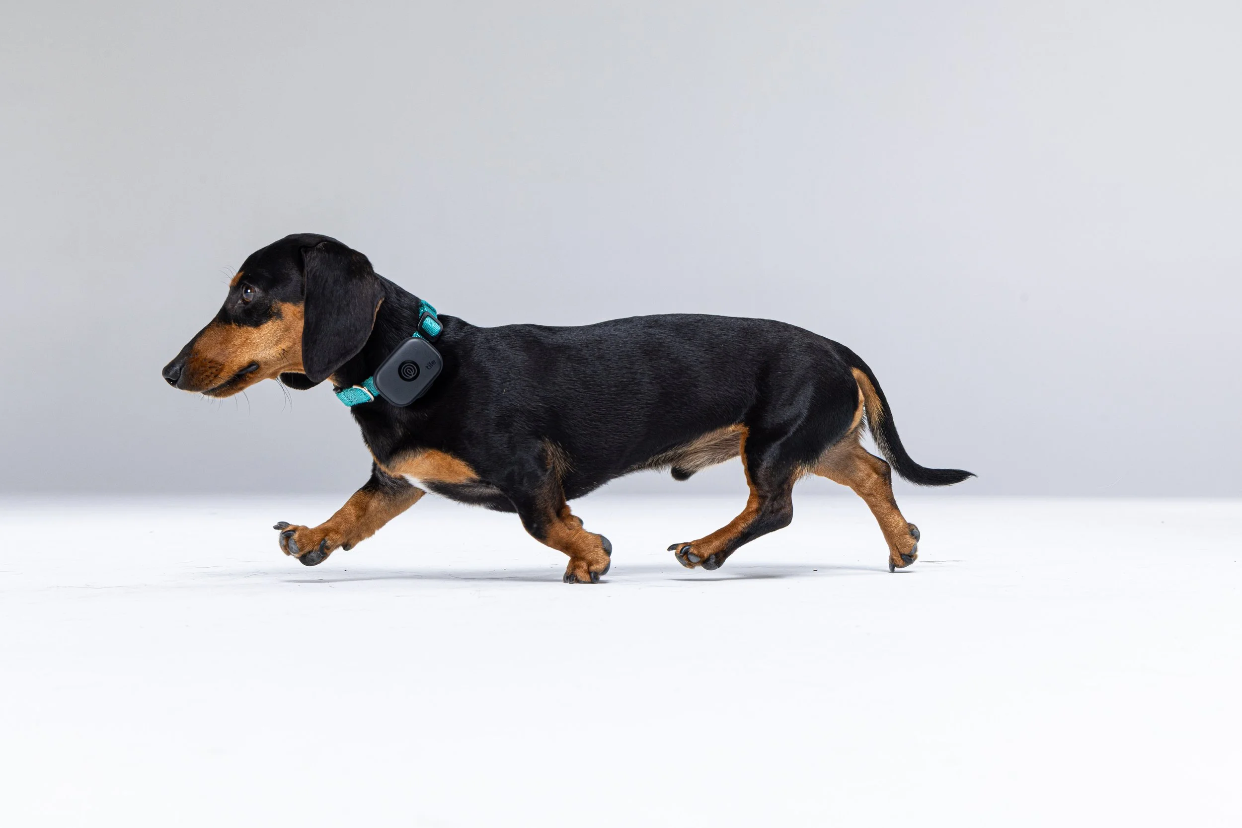 RF_dogs.82.jpg