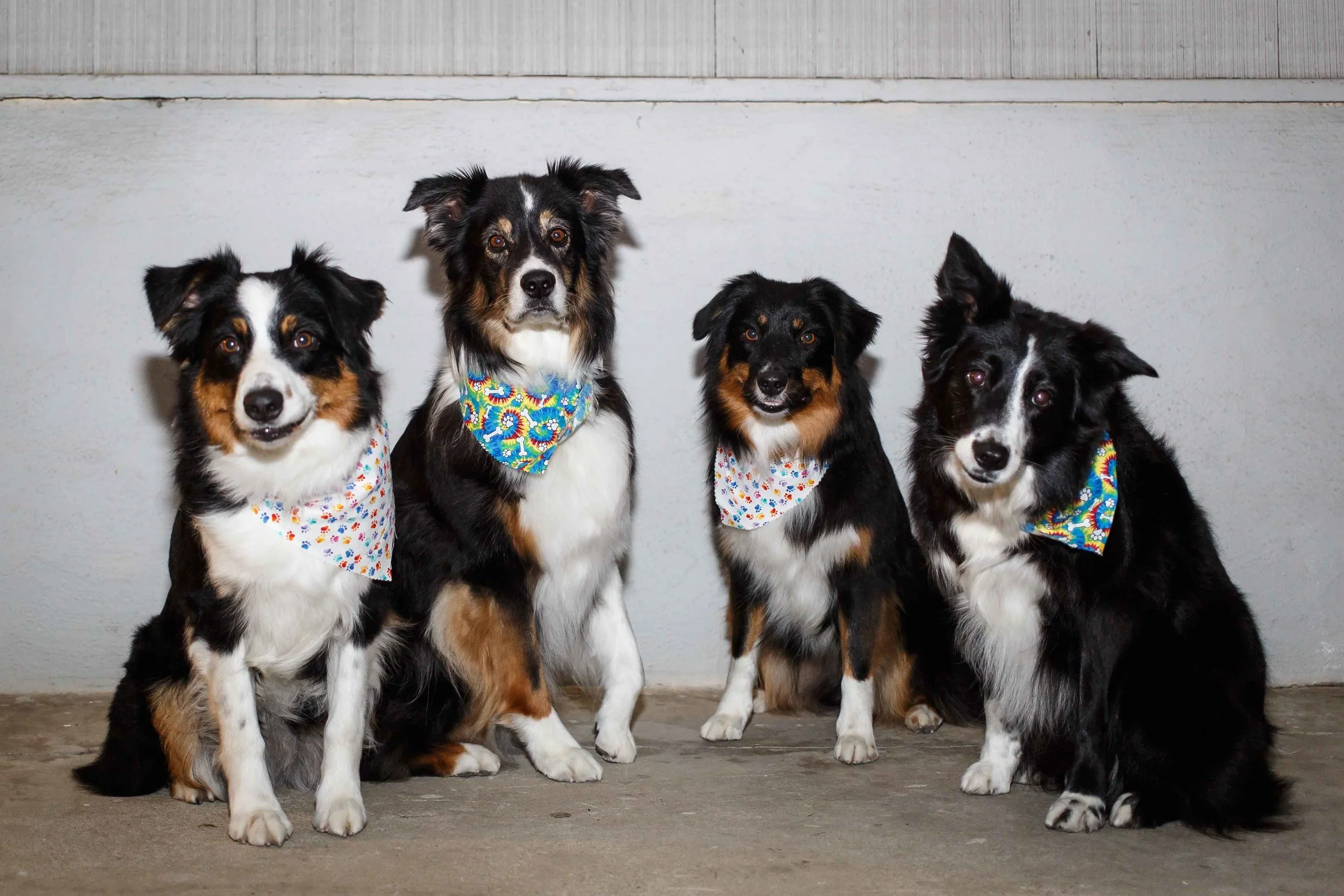 Dogs got groomed this week, thanks to Campi's Mobile Grooming