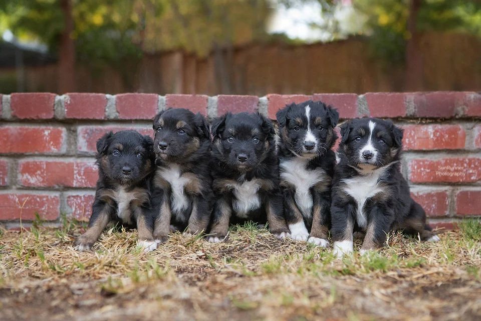 L to R: Money Penny, Vesper, Mr Green, Q, Electra