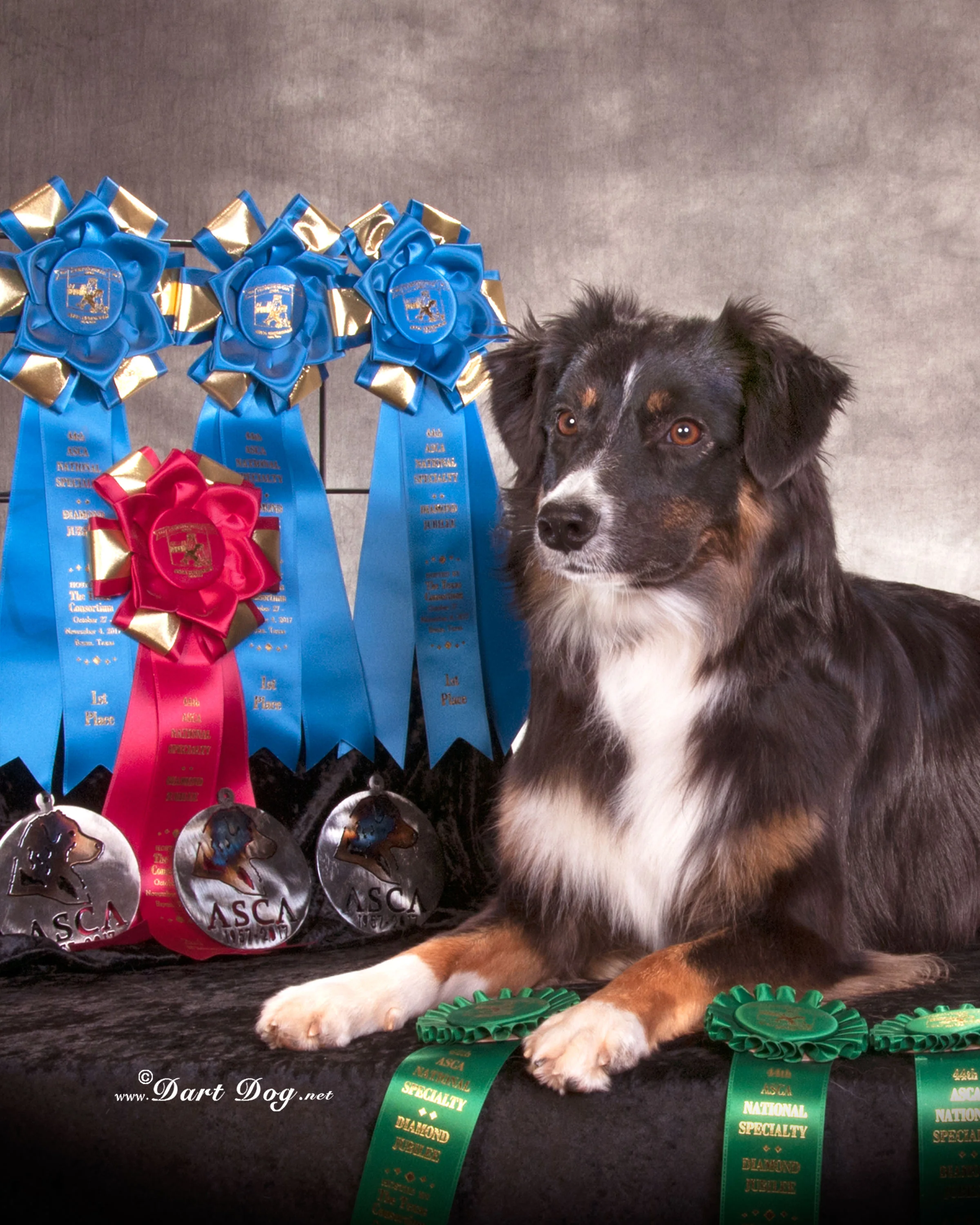 2017 ASCA Nationals, Bryan TX - Open Agility ribbons Photo by Dart Dog