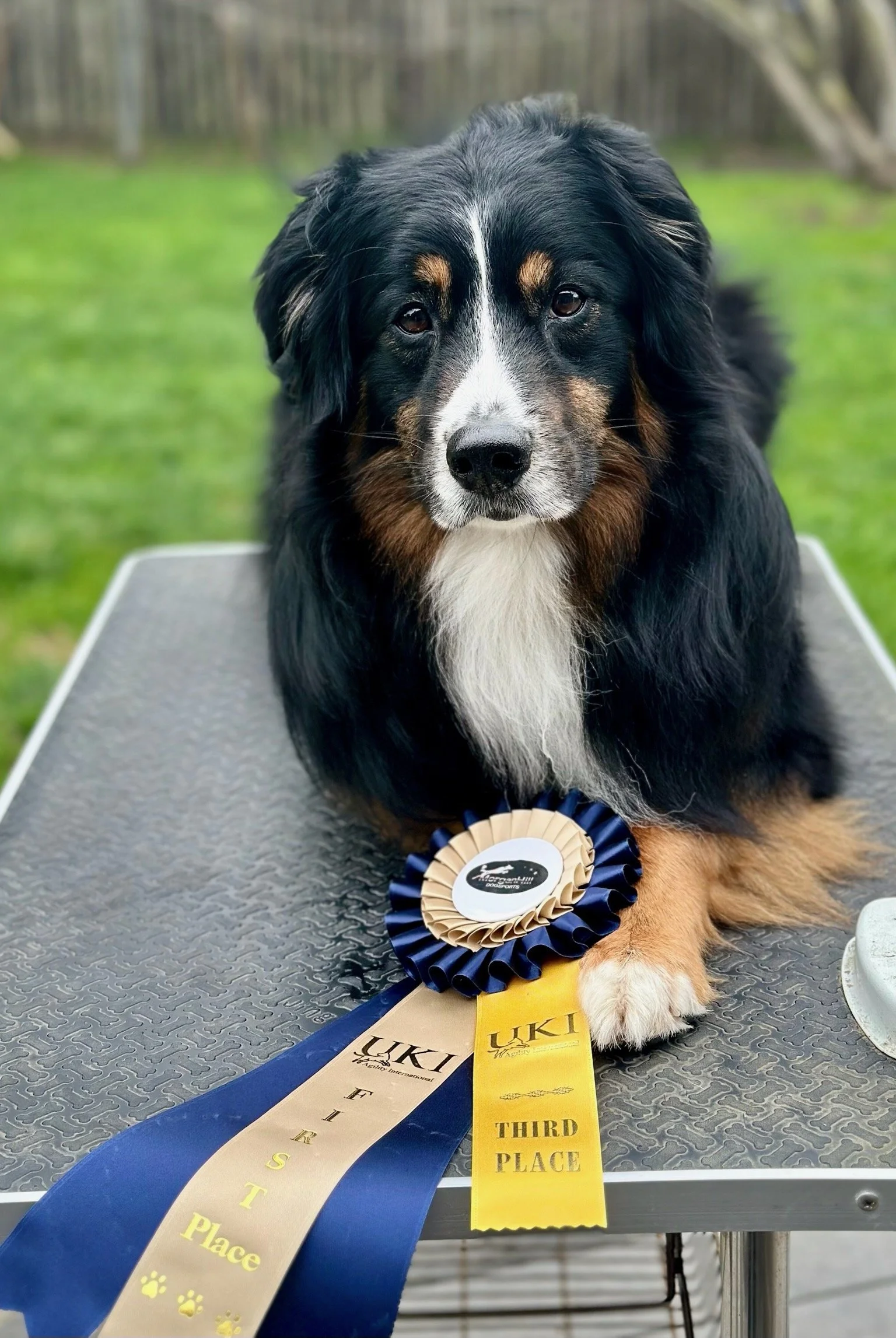 Tempo - MHDS Festival Gold and Bronze