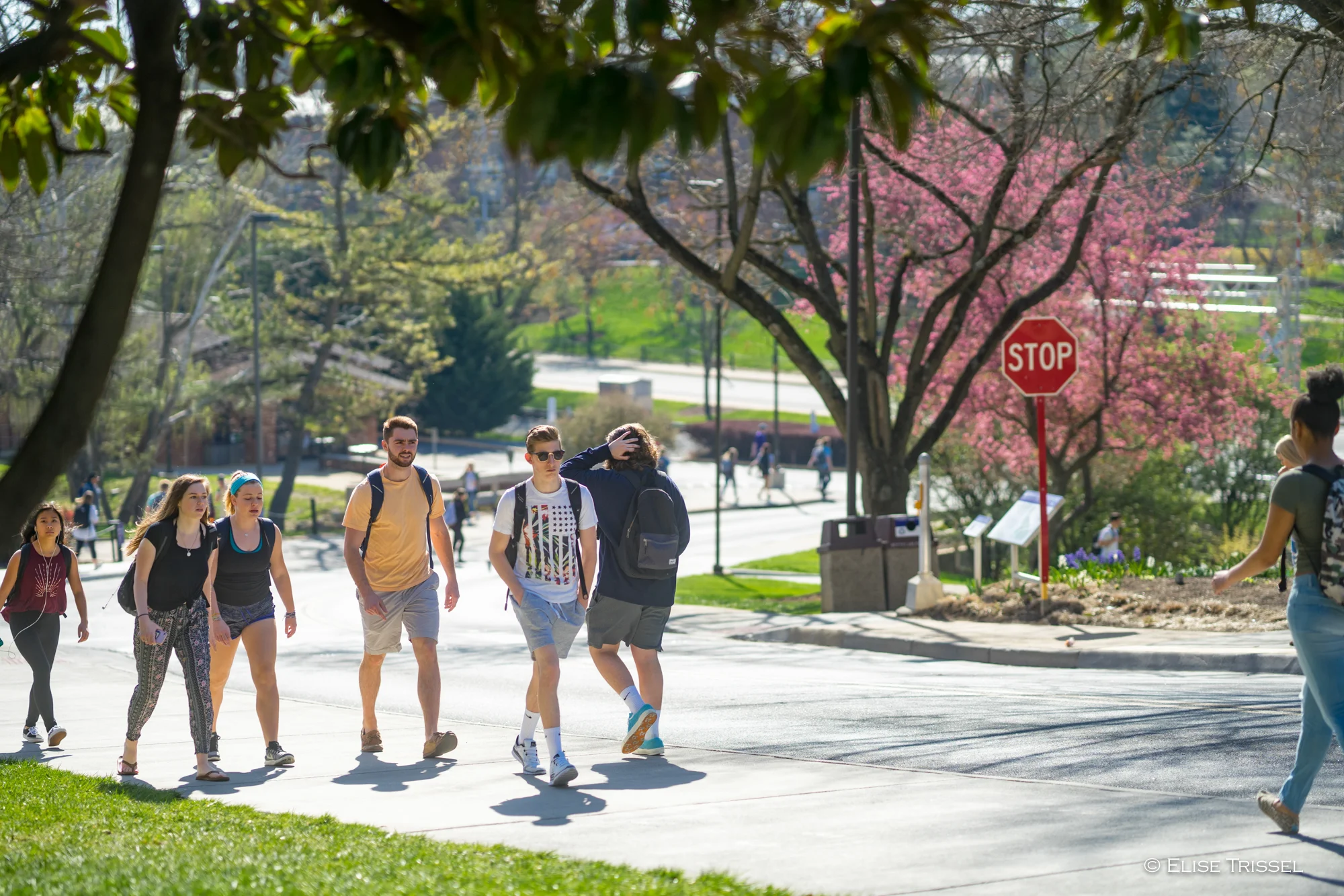 235383 Spring Campus - Students Walking to Class - Flowering Trees-1018.jpg