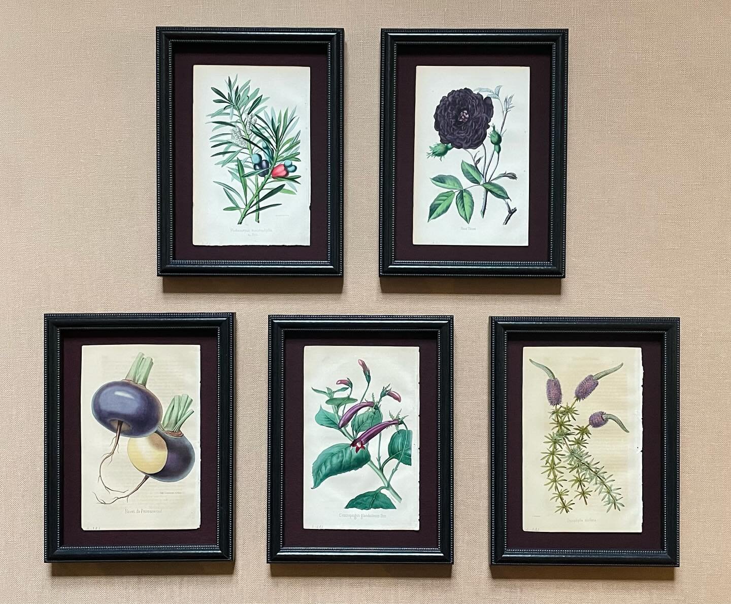 These botanical book pages have been mounted on silk mat and framed with a classic beaded moulding.  And&hellip;museum glass for protection and clarity!

#customframing #frameshop #northernwestchester #truvuemuseumglass #antiquebookpages #bedfordvill