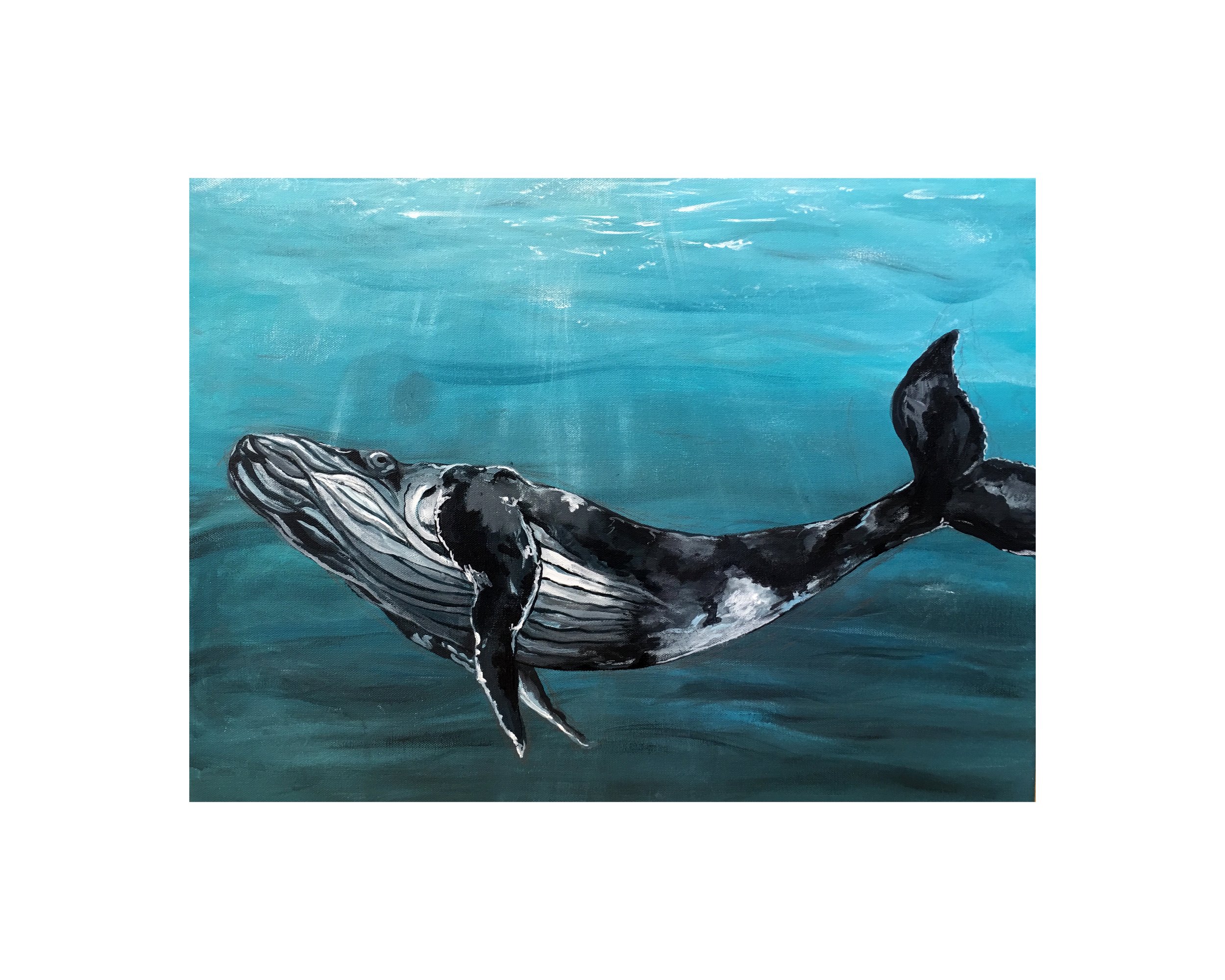 Whale.jpg