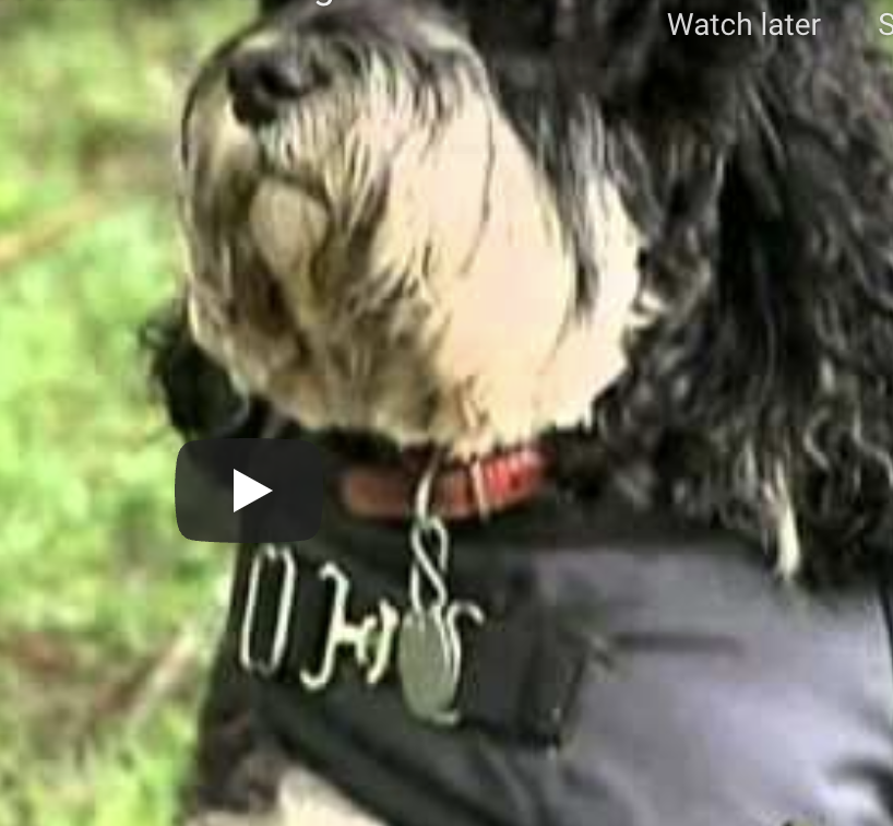 "Get a Dog!" by Ben Stein