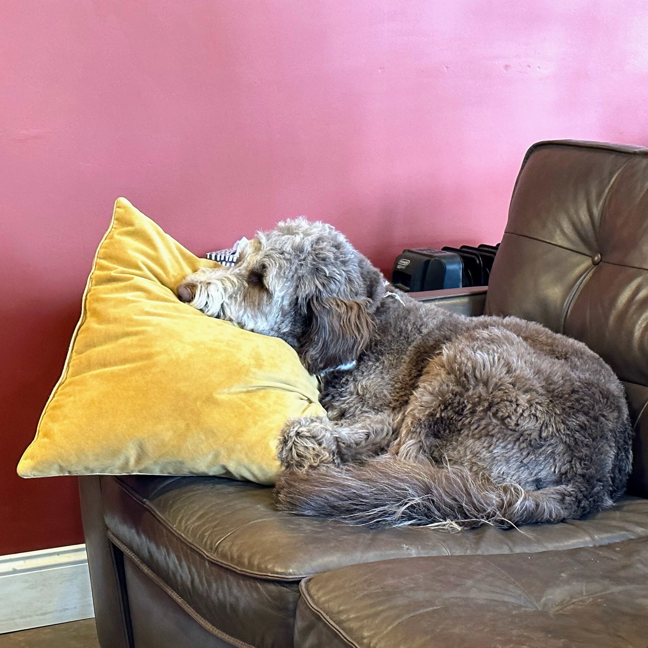 Ginger is a pampered princess  