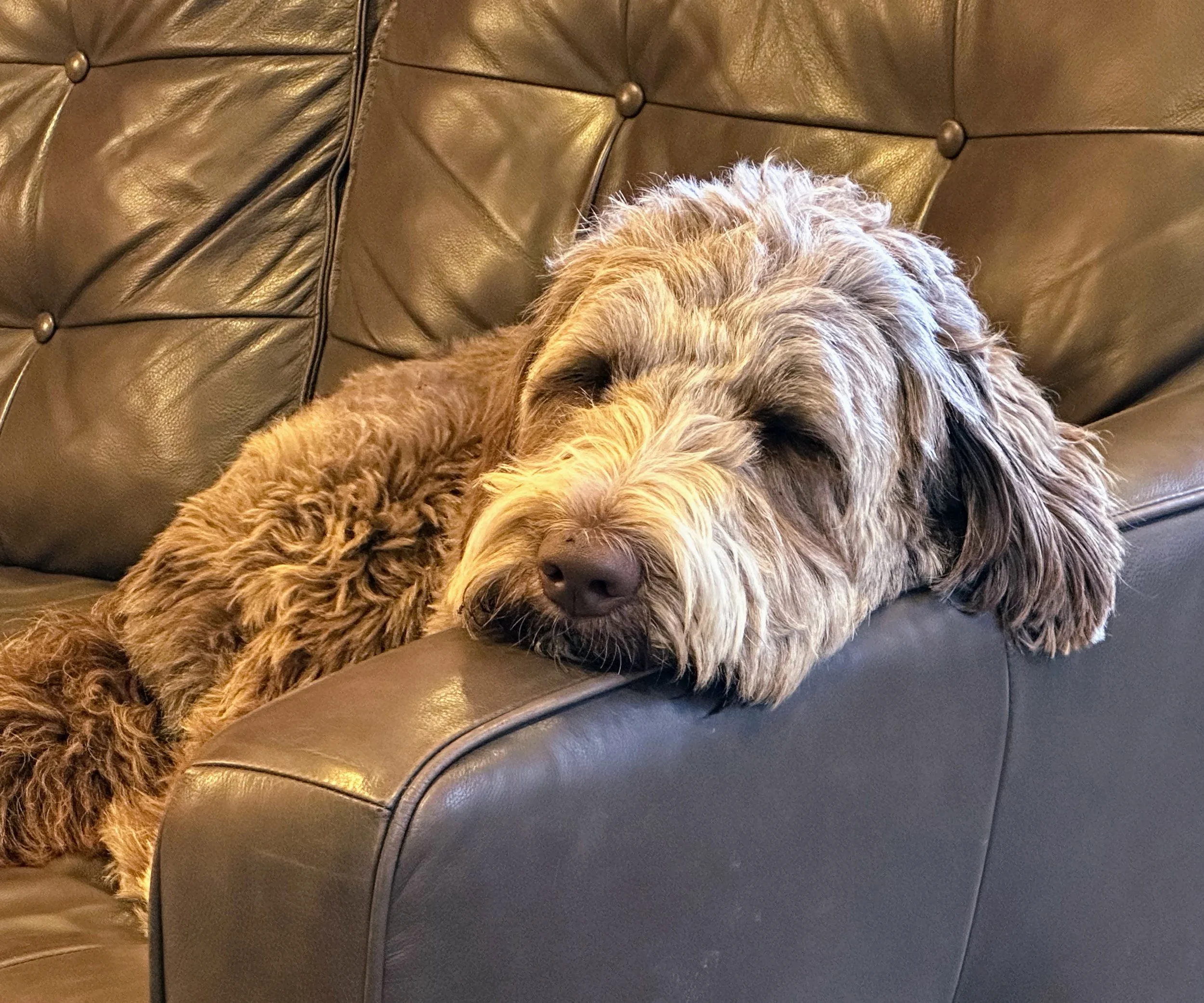 Ginger resting up while I do paperwork