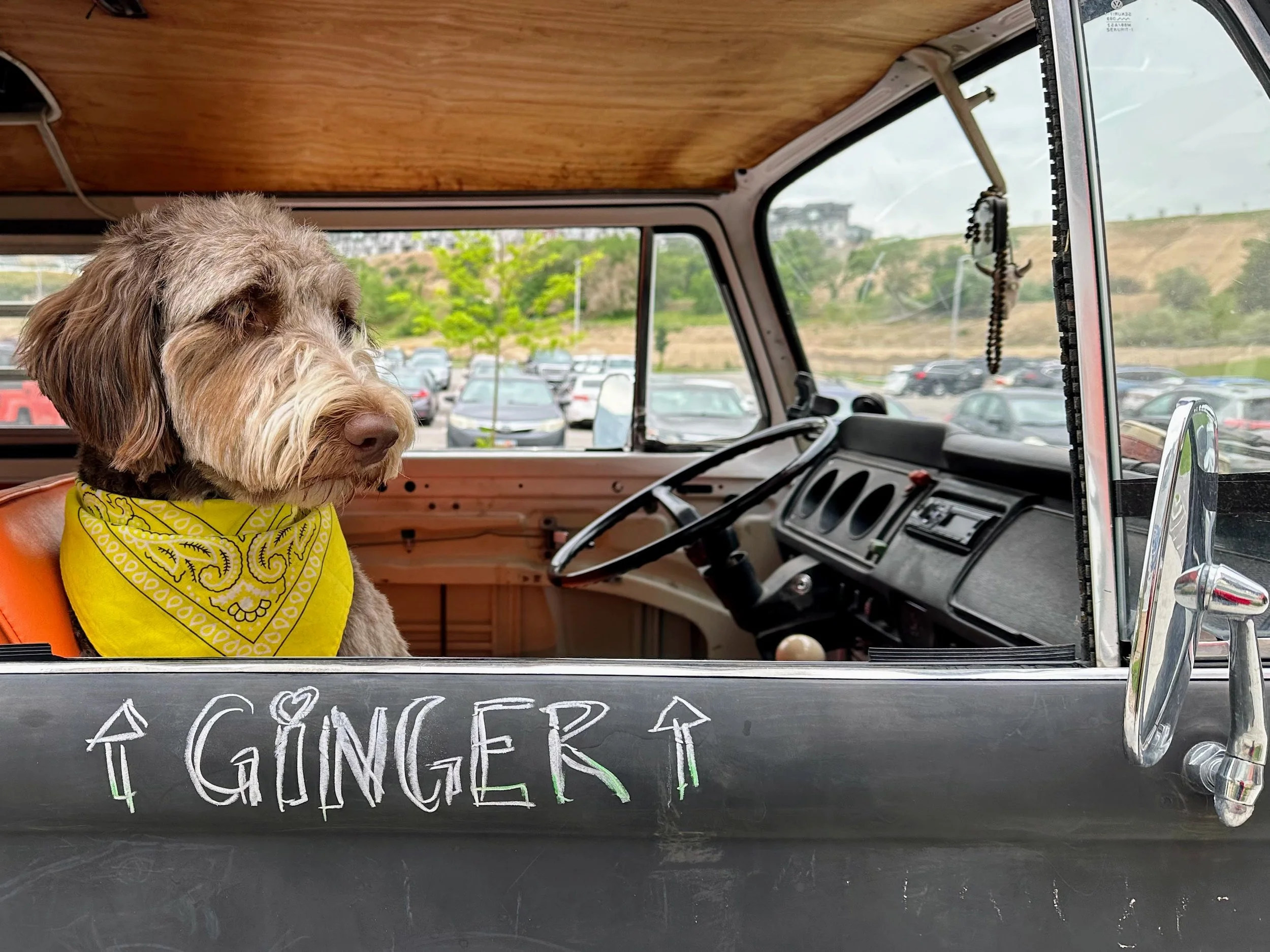 Ginger is The #ChalkBus Mascot, too!