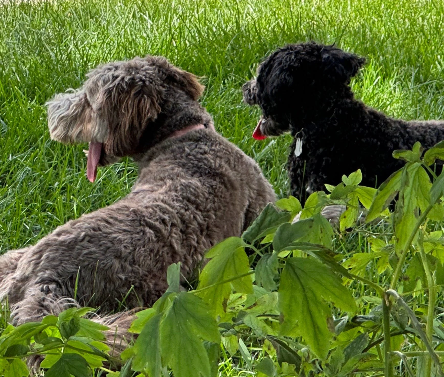 Ginger loves when clients bring their dogs