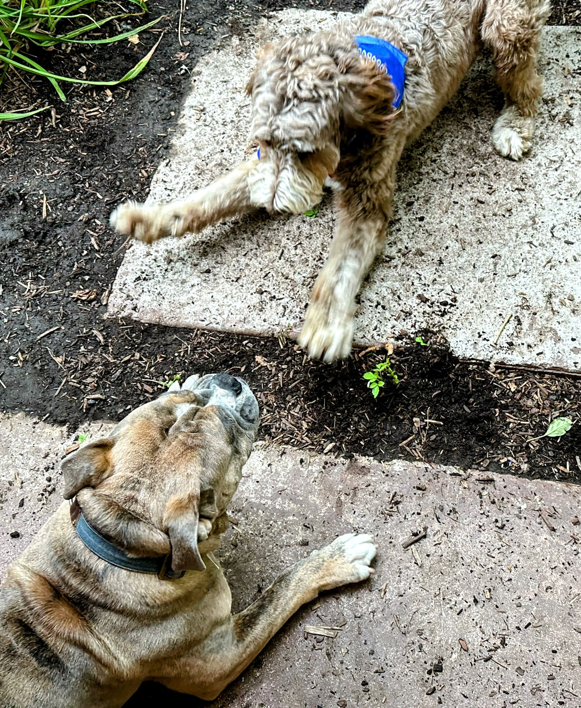 If your dog is the playful type, Ginger loves to play! 