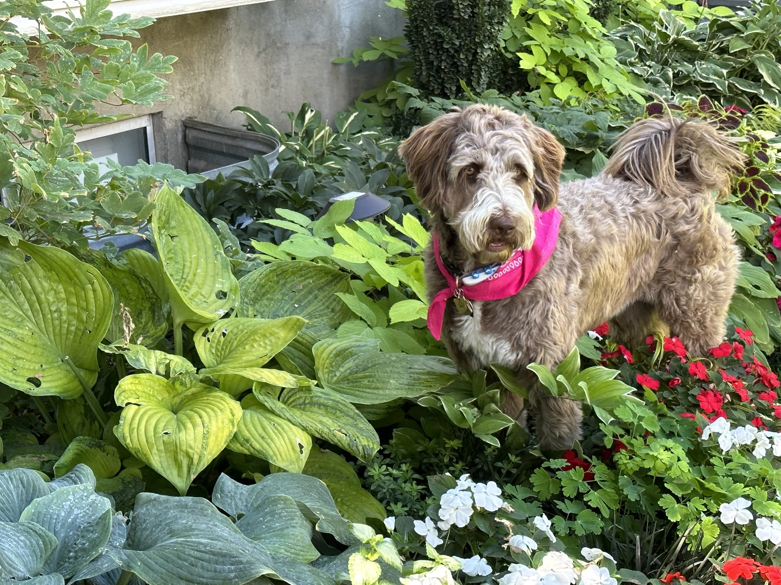 Ginger thinks she's a lion in our garden