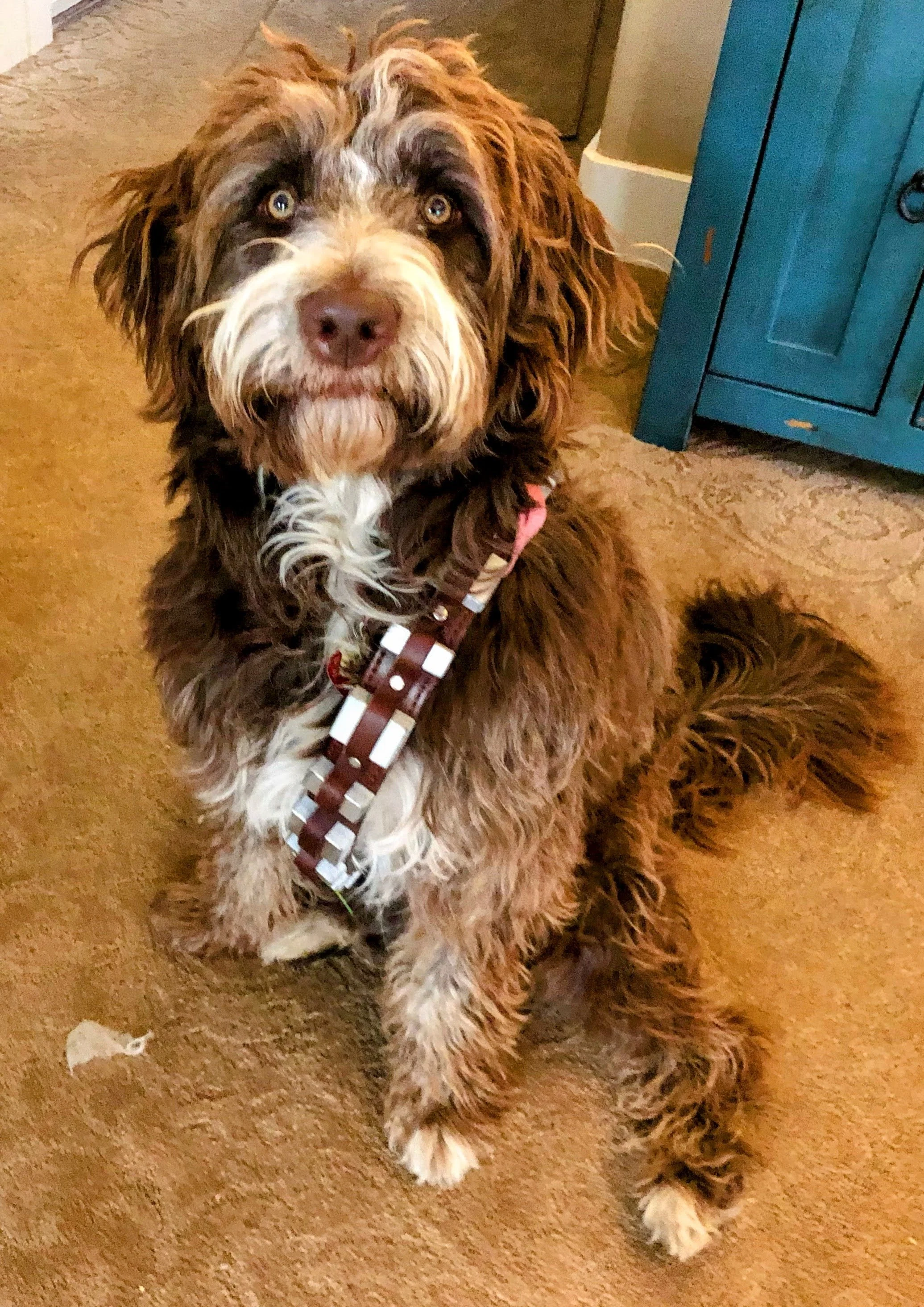 We grow her hair out long and scruffy so she can be Gingbacca for Halloween