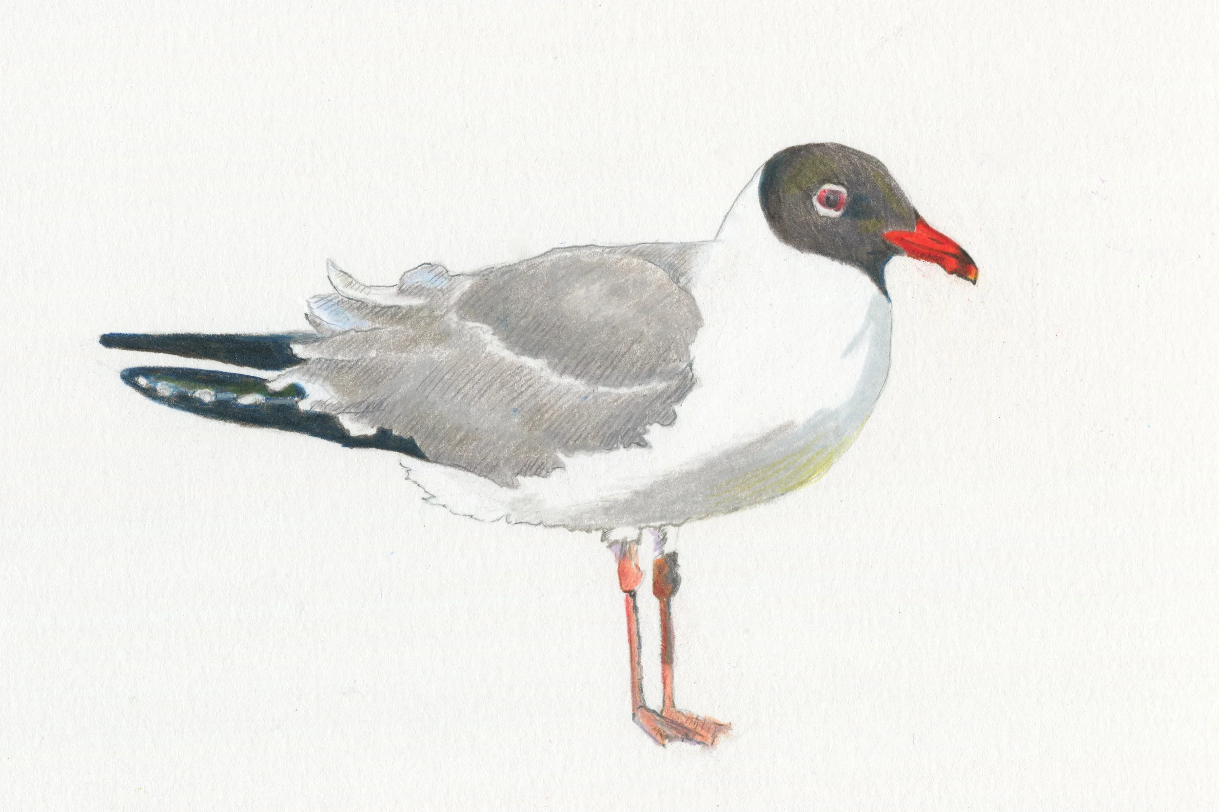 Laughing Gull.jpg