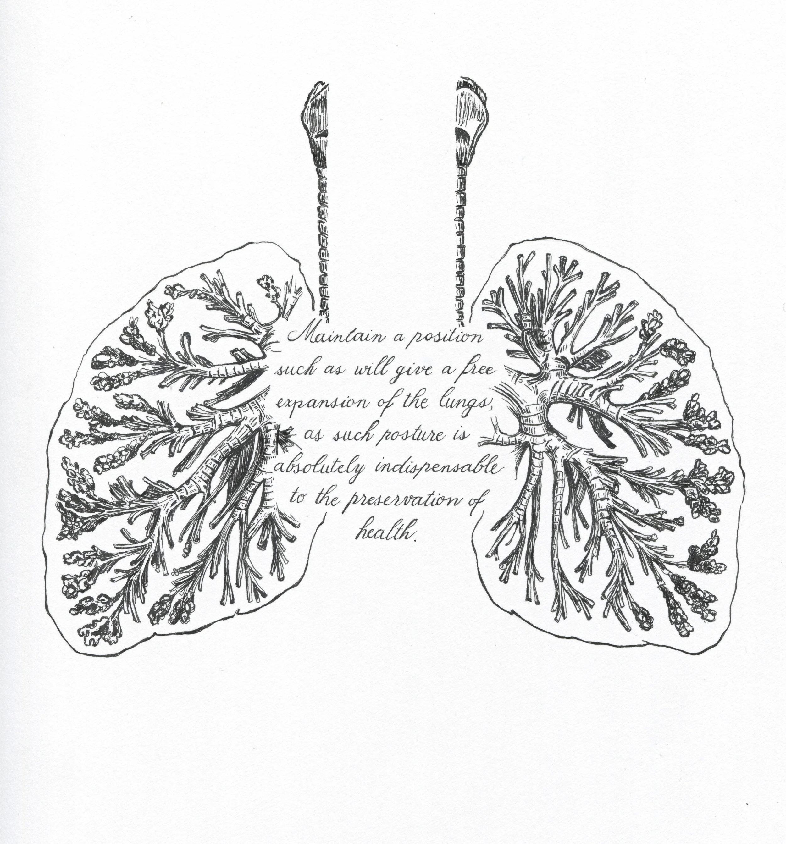 Lungs.jpg