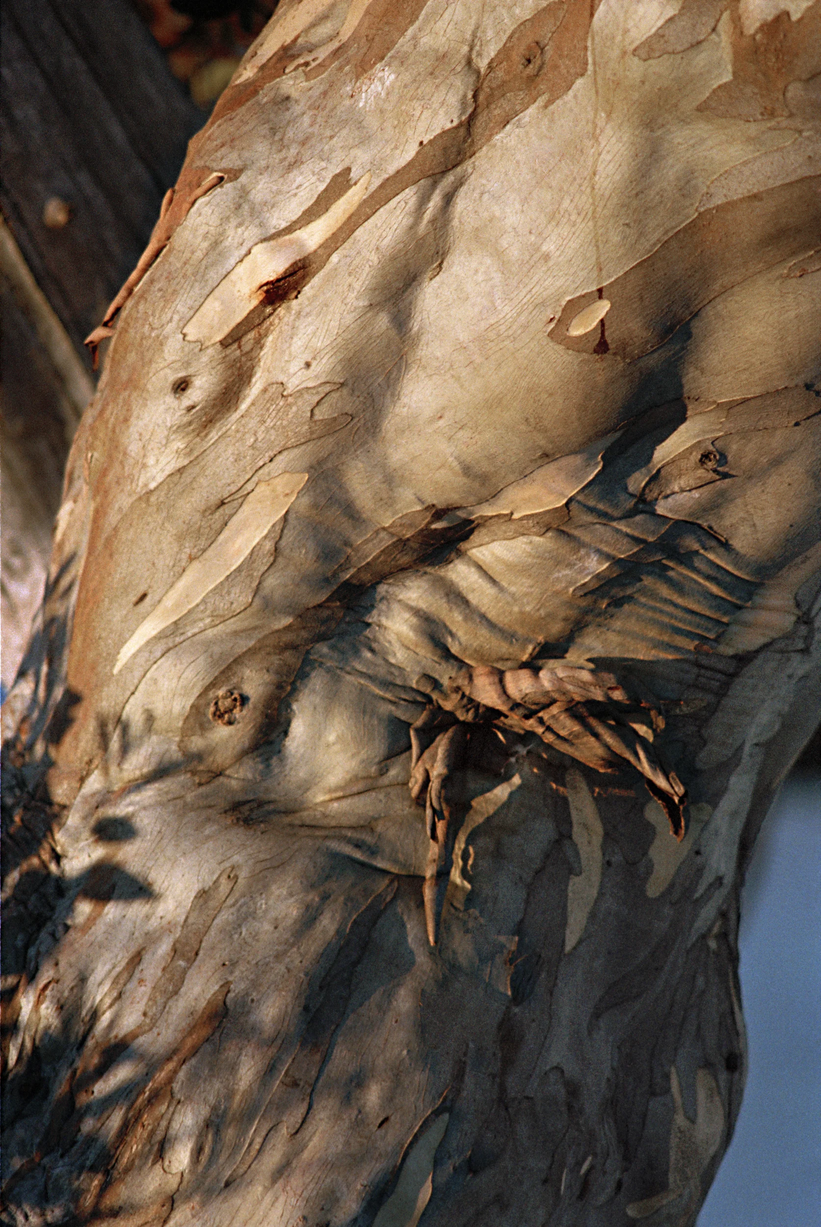 brawnsnowgum.jpg