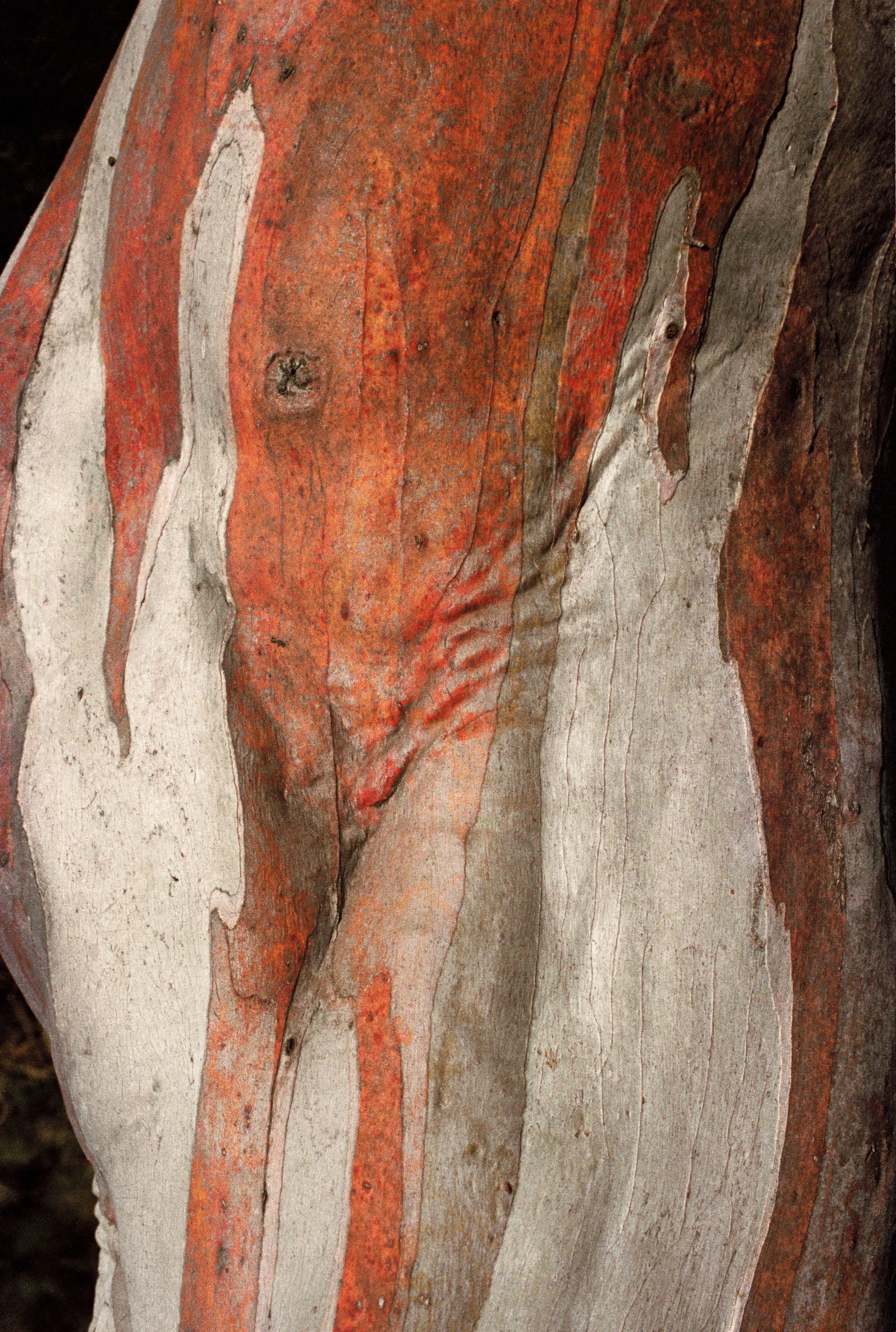 Redsnowgum.jpg