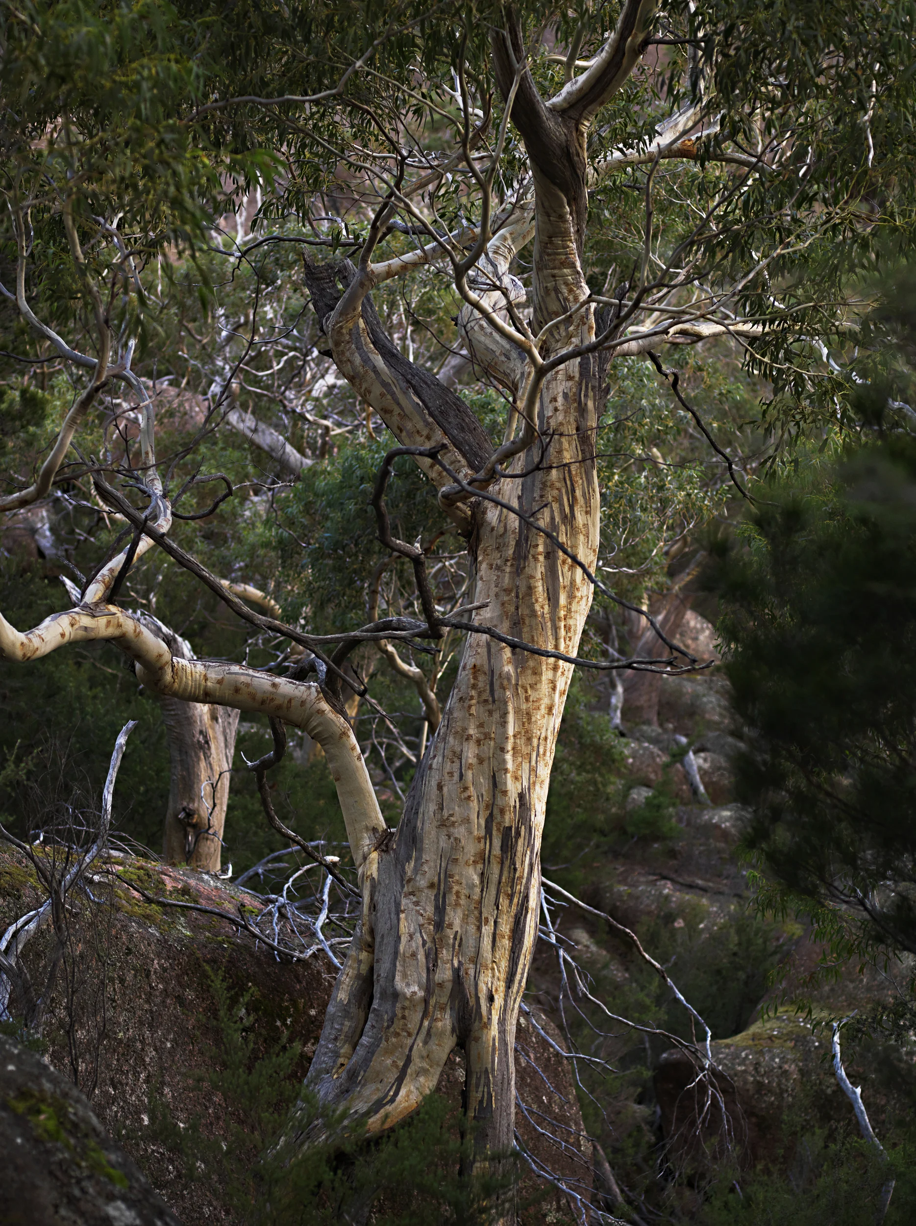 TasGoldnGum.jpg