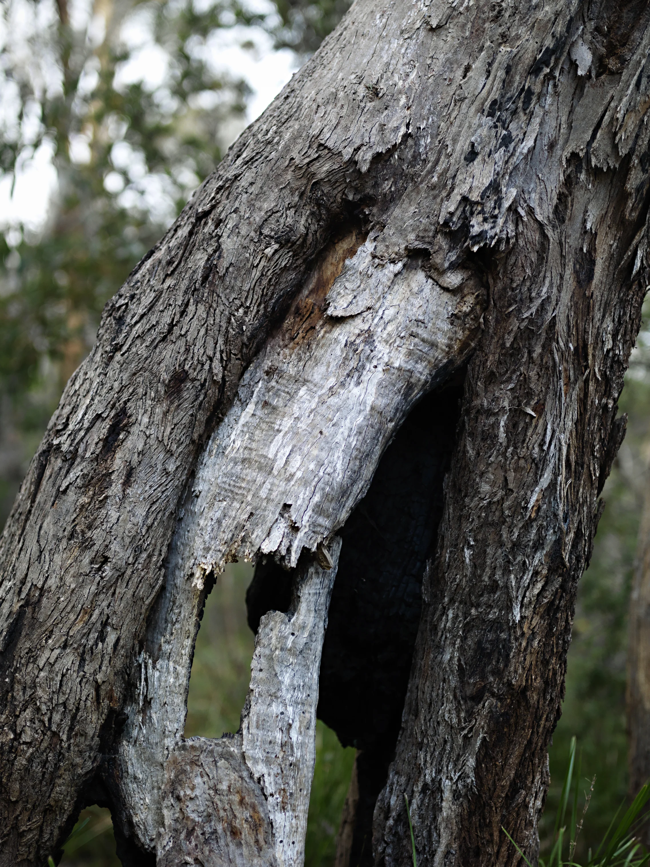 V2_Tas20207_0357V2.jpg