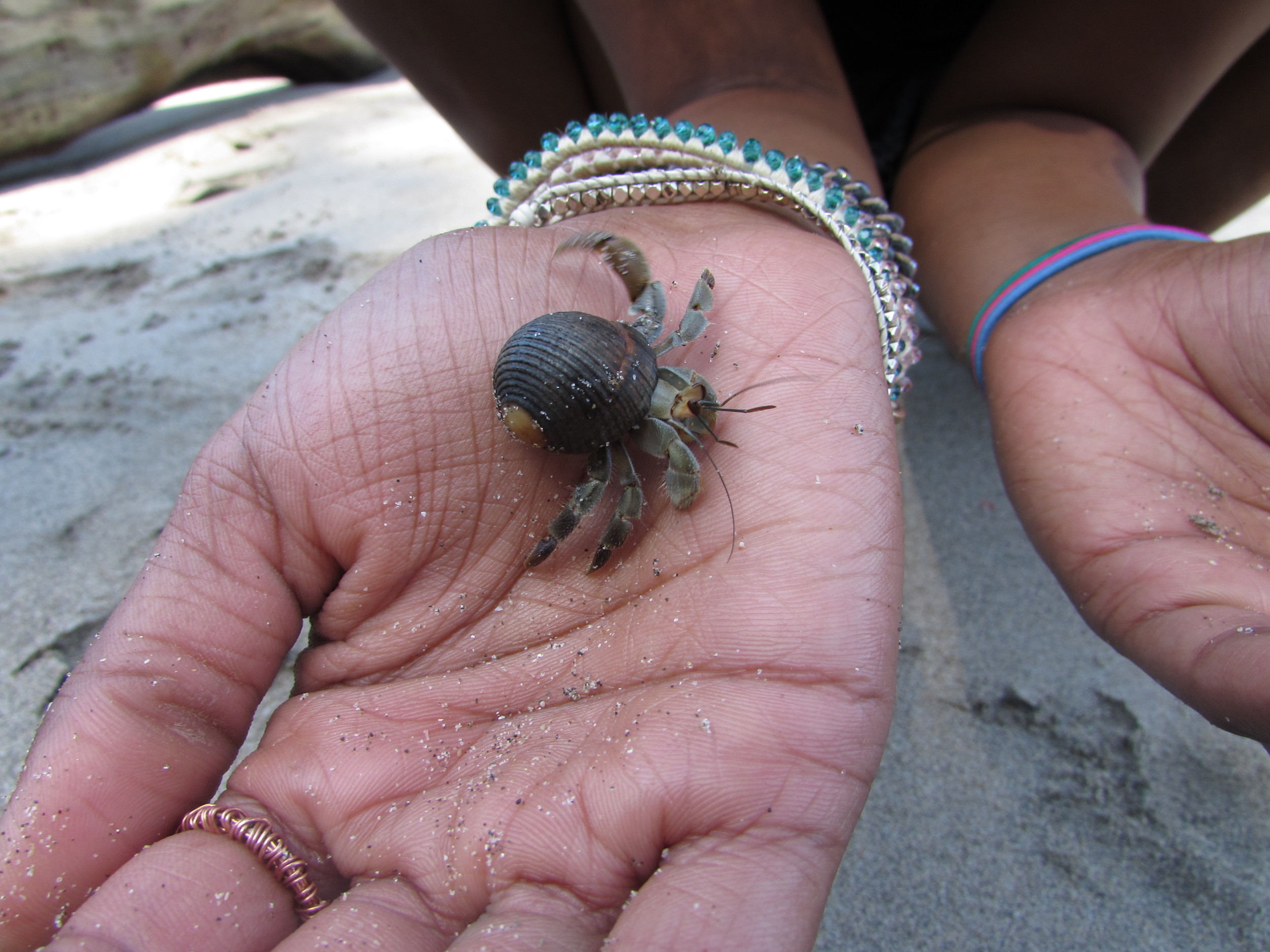 Baby crab on the beach