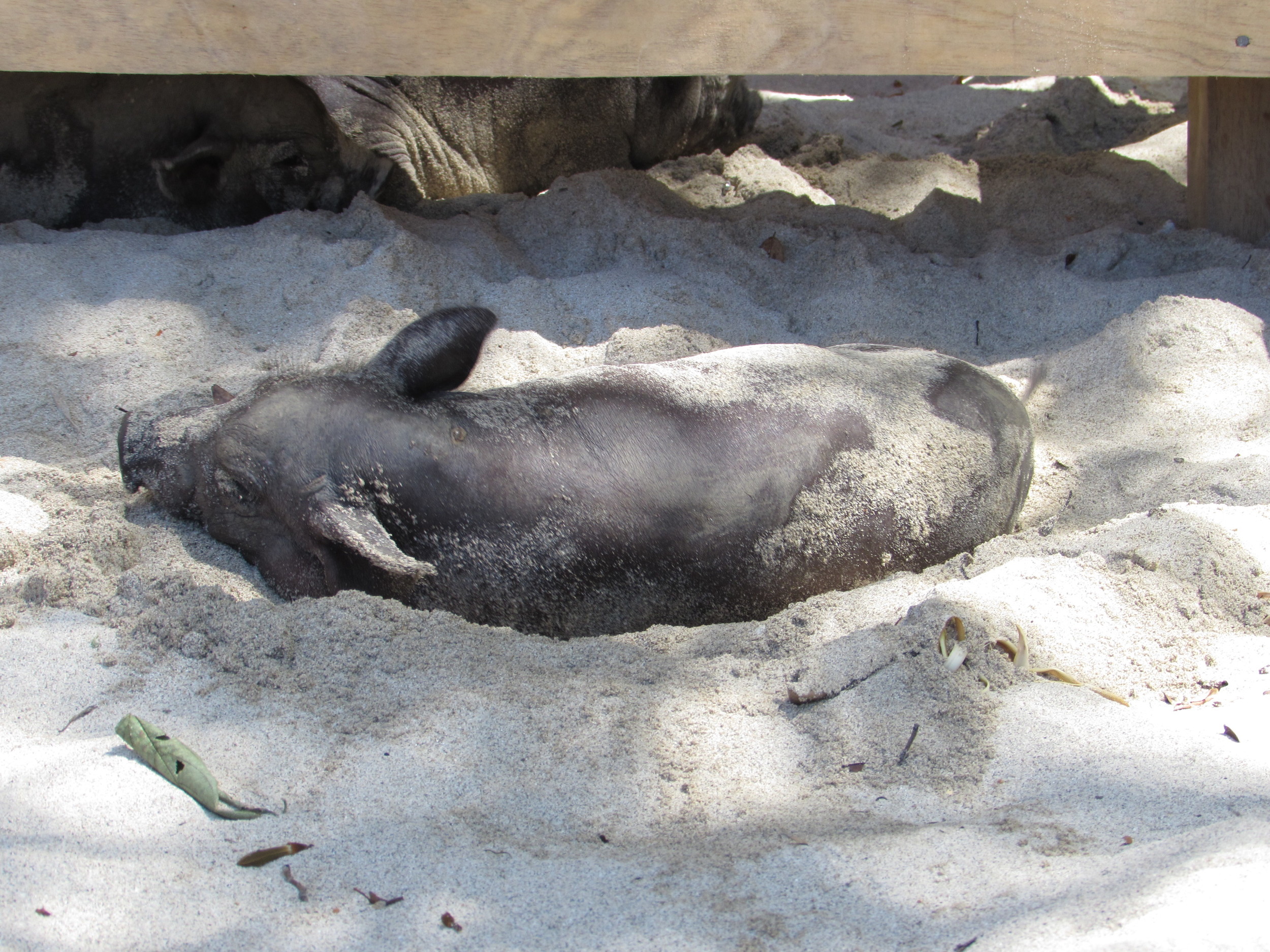 We saw a family of pigs on Tortuga Island!