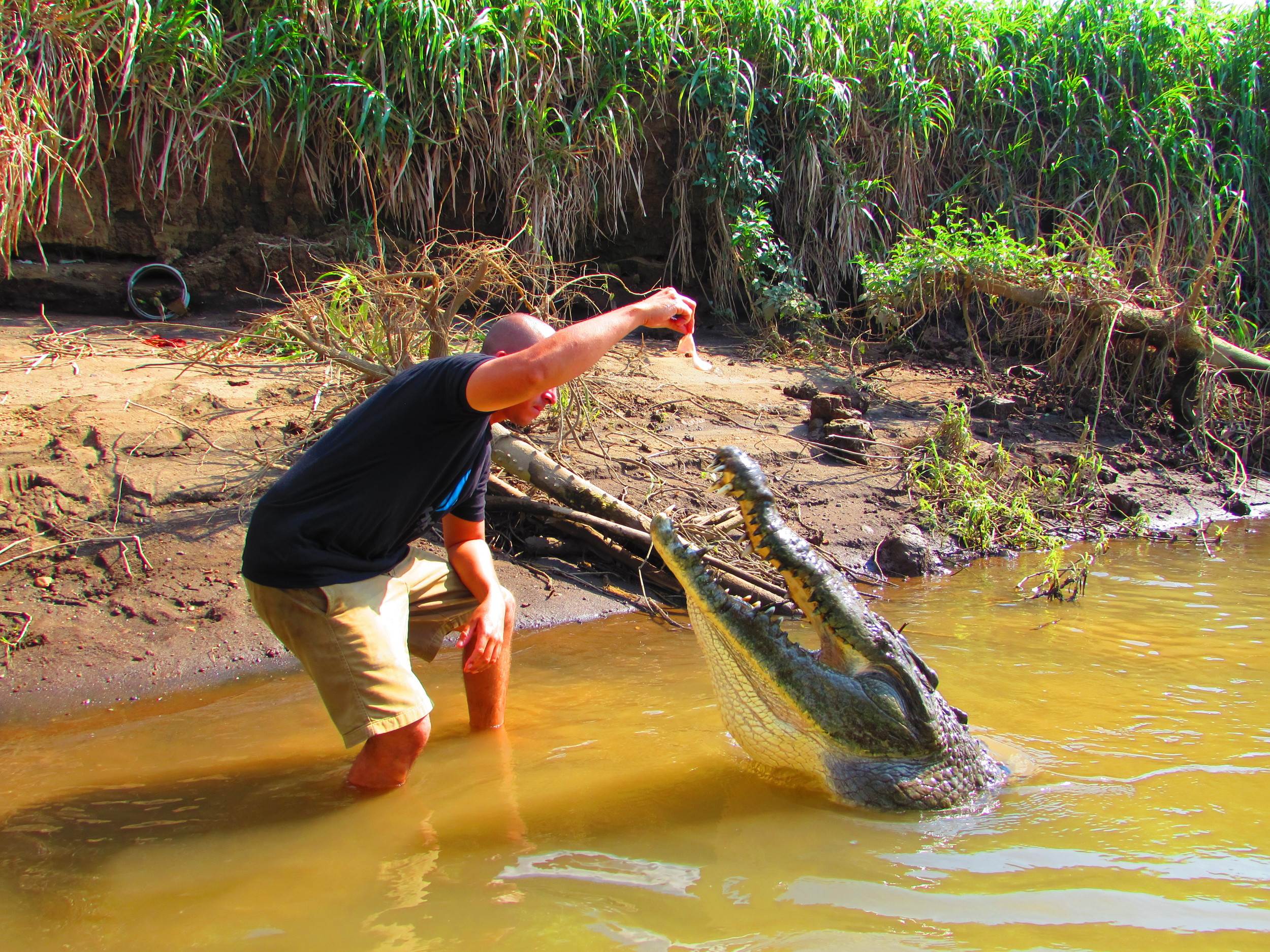 There he goes again with feeding those crocs!