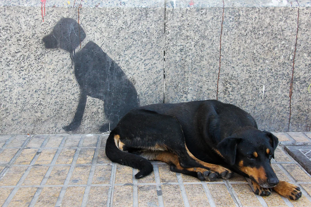 Chile Lone Dog.jpg