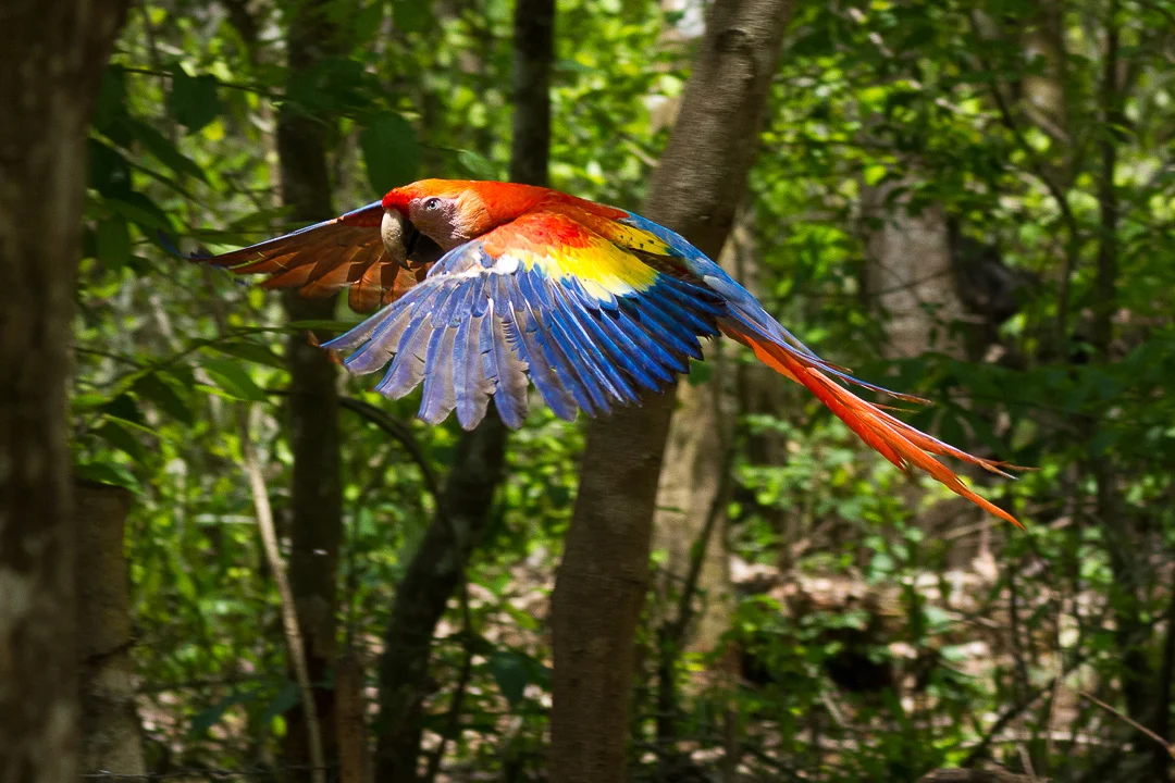 Honduras Macaw.jpg