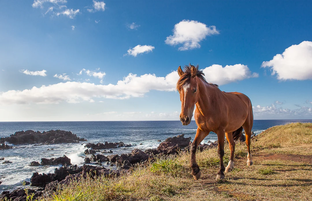 Easter Island Wild Horse.jpg