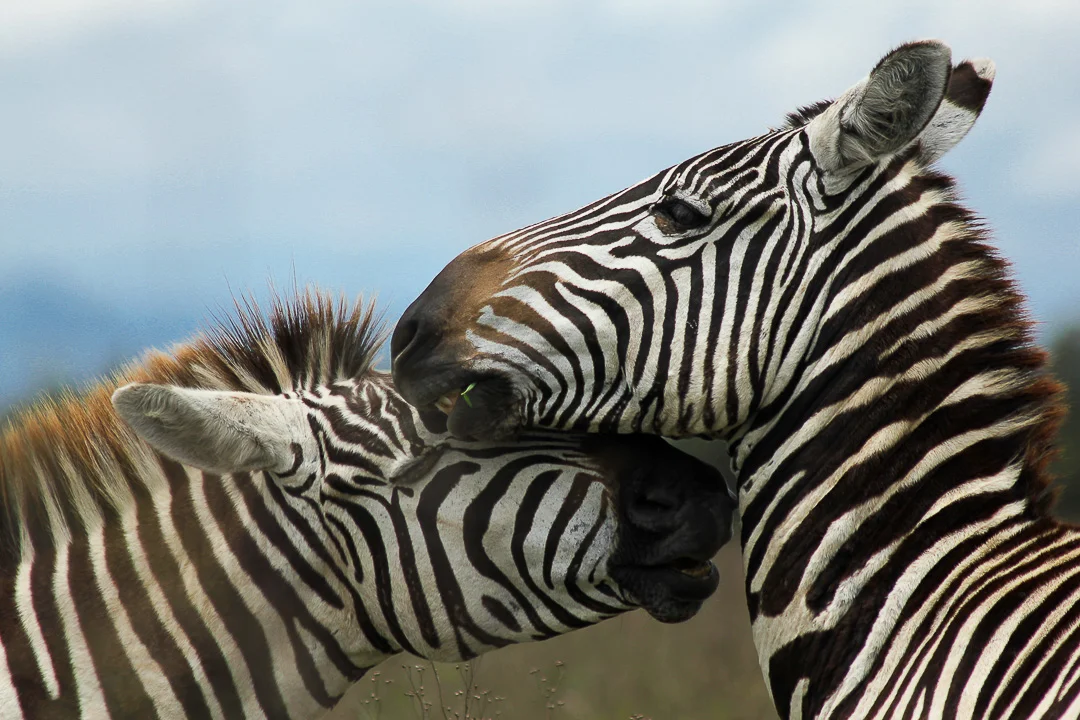 Kenya Zebra Embrace.jpg