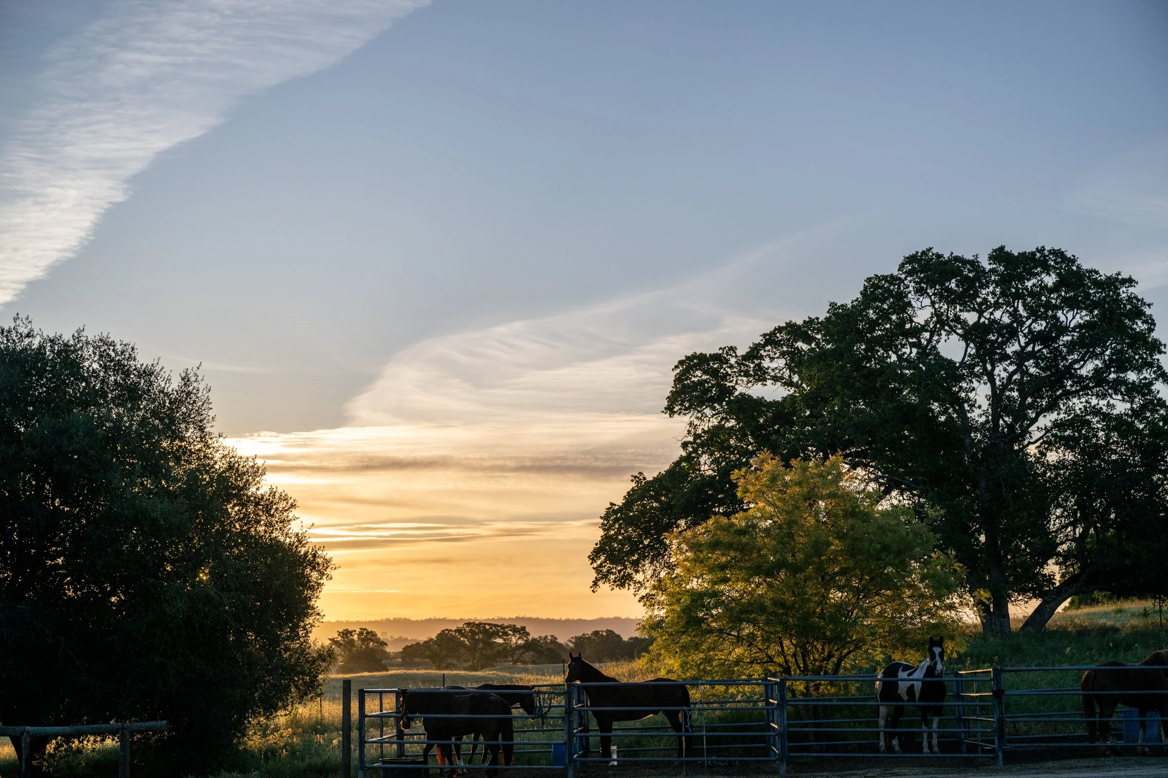 Ranch heritage photography at The Lonesome E Cattle Company, Madera County California